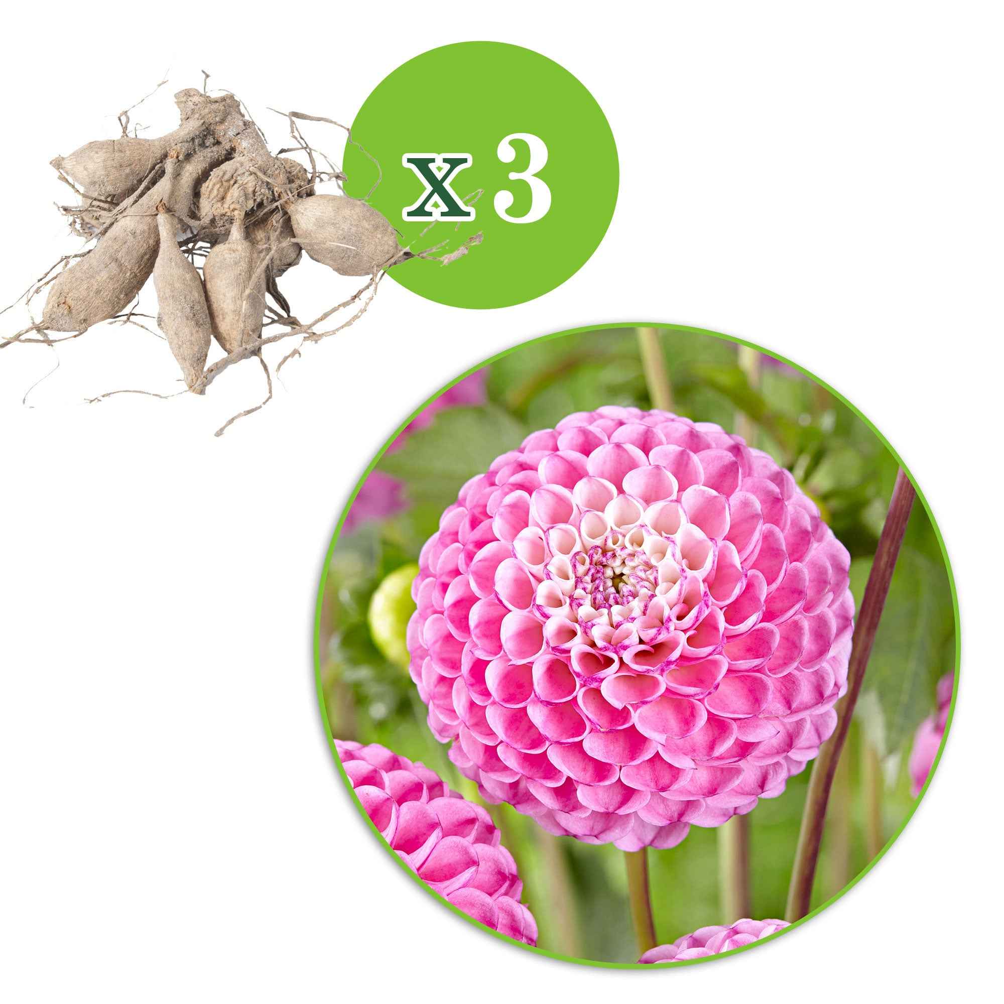 Dahlia 'Zippity Do Da' (x3) - Image 2