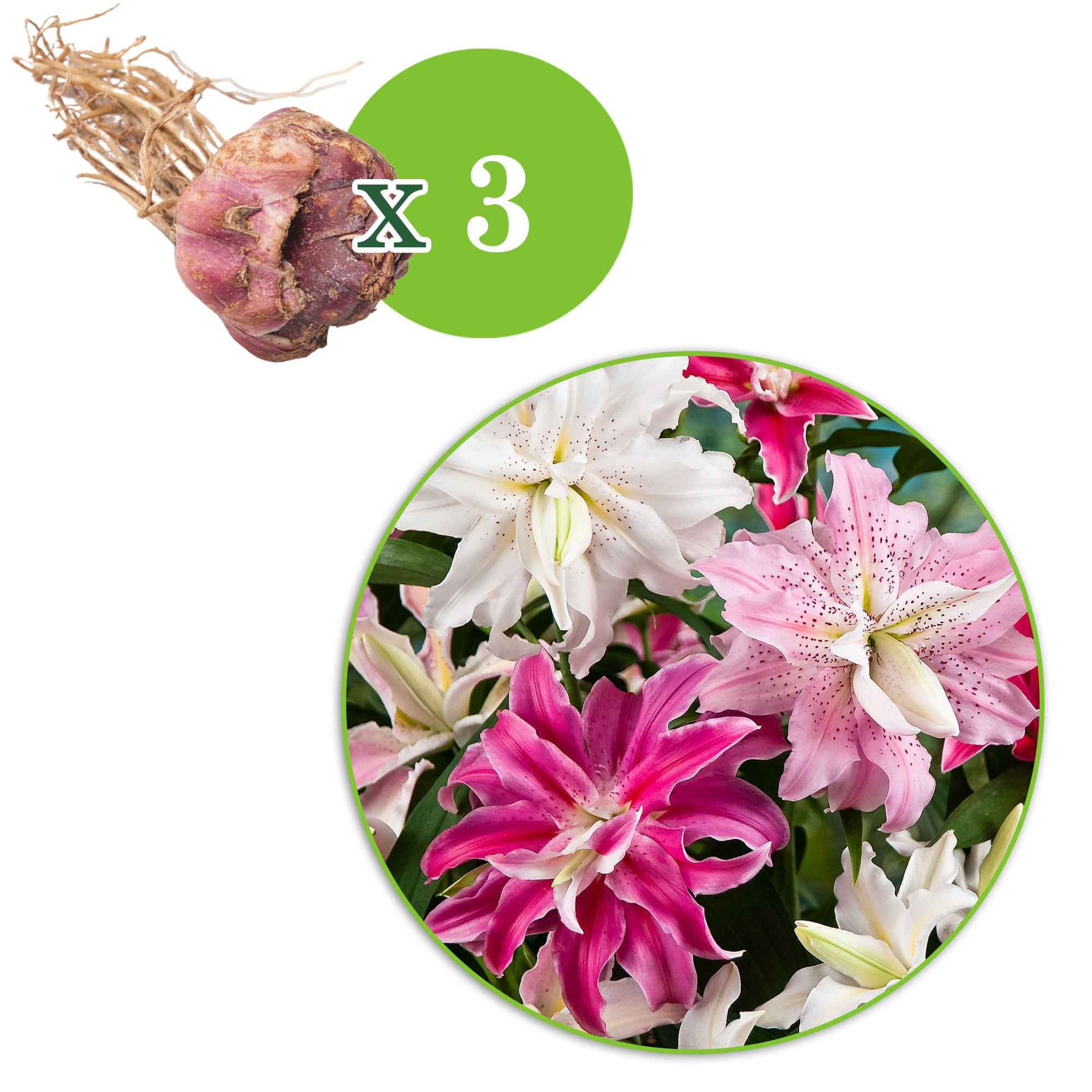 Miniatuur 2