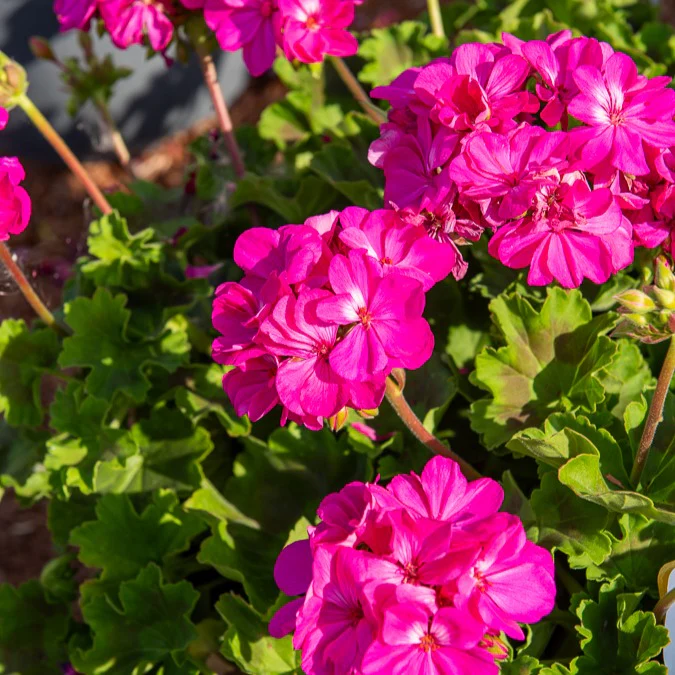 Geranium 'Dark Lilac' (x3) - Image 2
