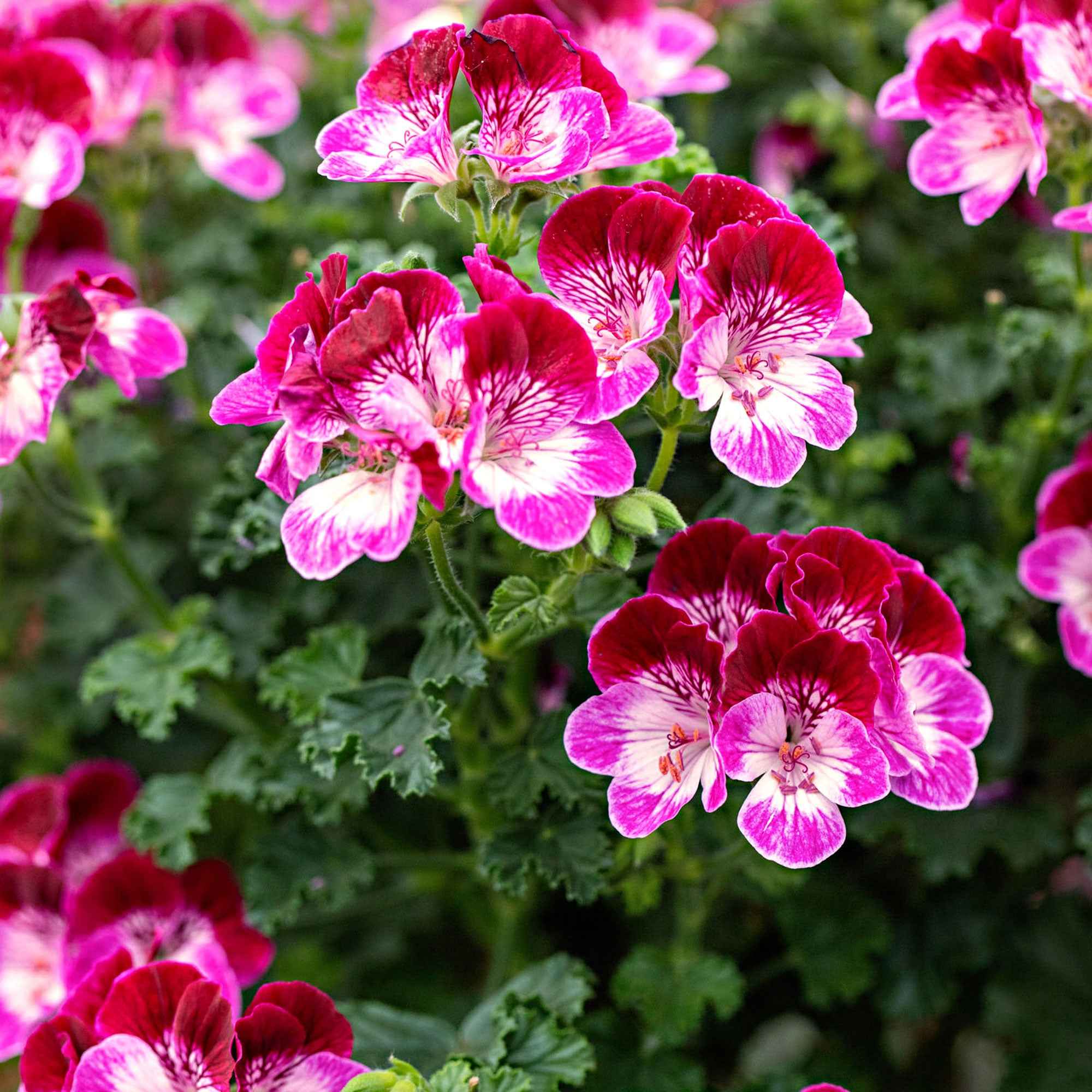 Geranium 'Tip Top Duet' (x3)