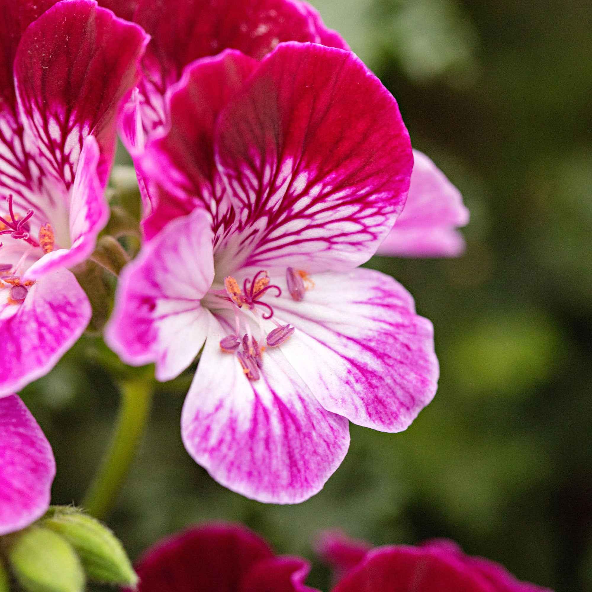 Geranium 'Tip Top Duet' (x3) - Image 2
