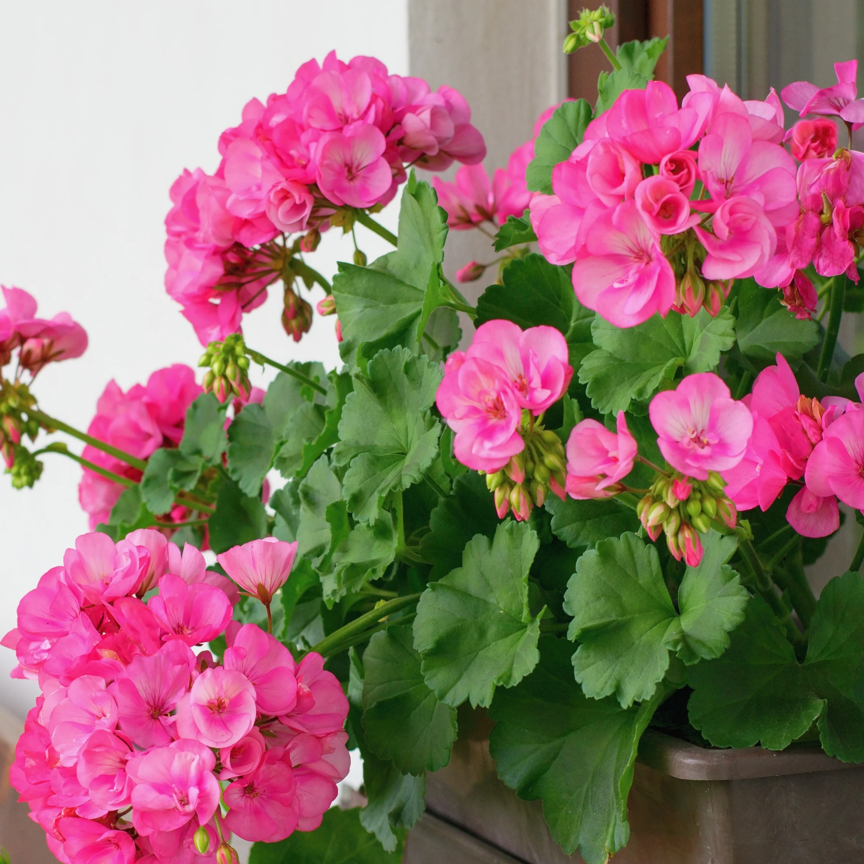 Geranium roze - Image 3