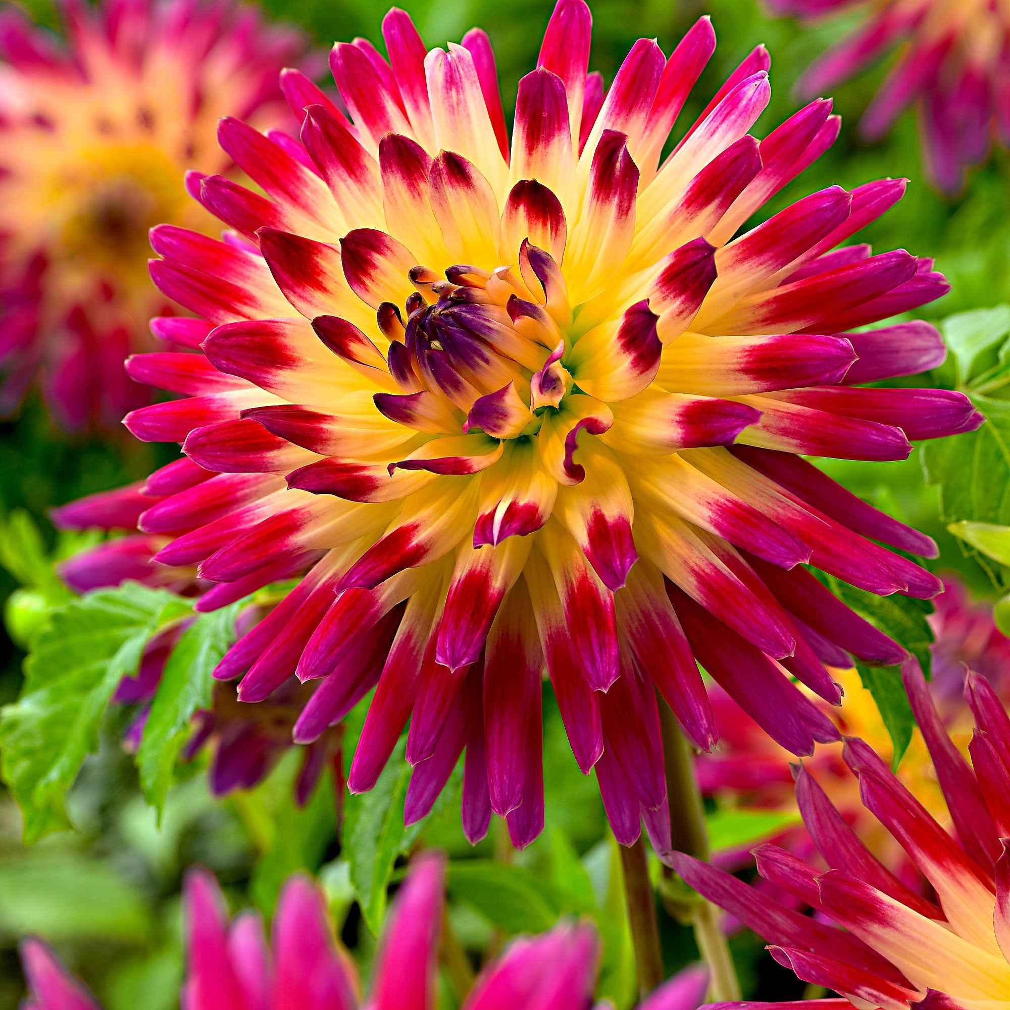 Miniatuur 1
