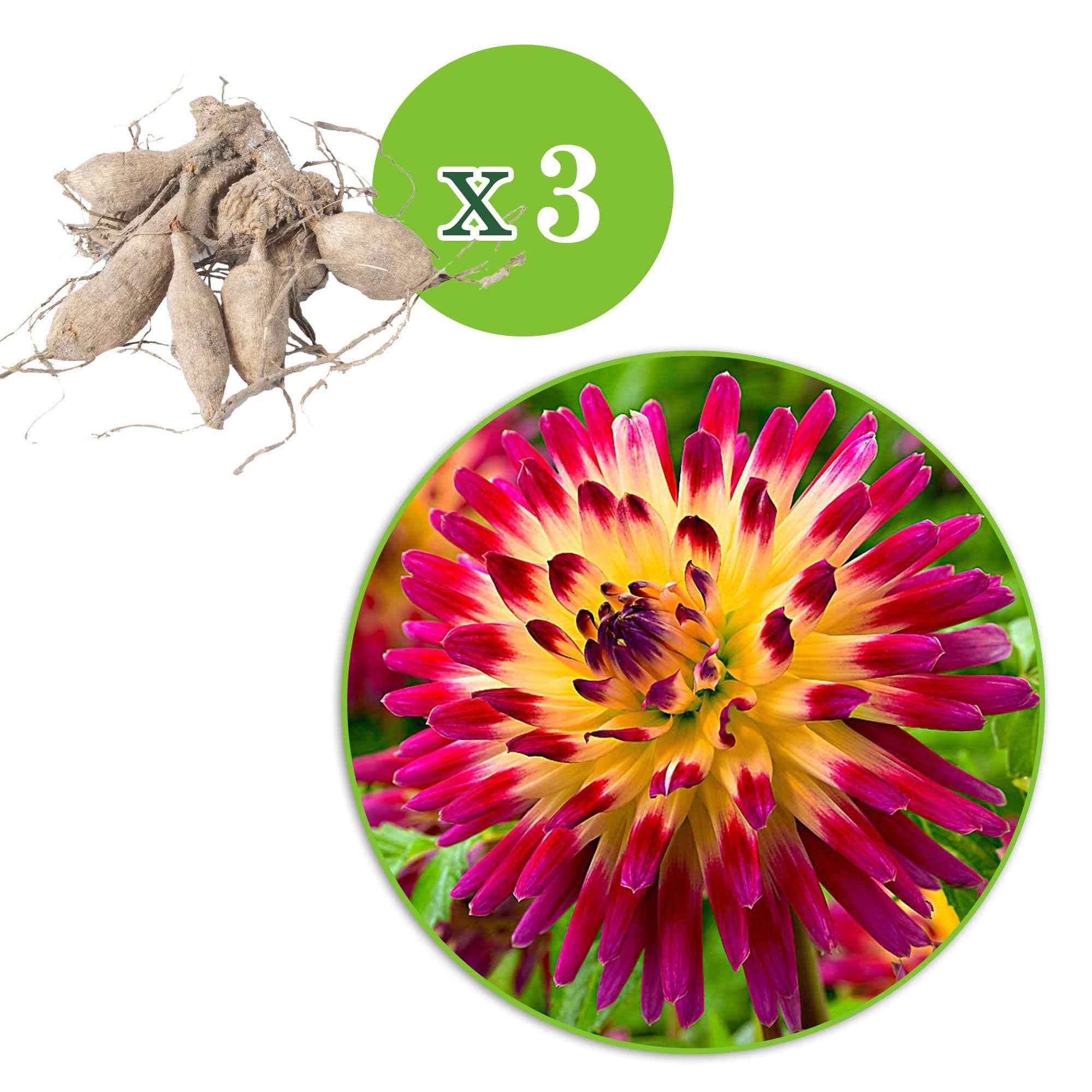 Miniatuur 2