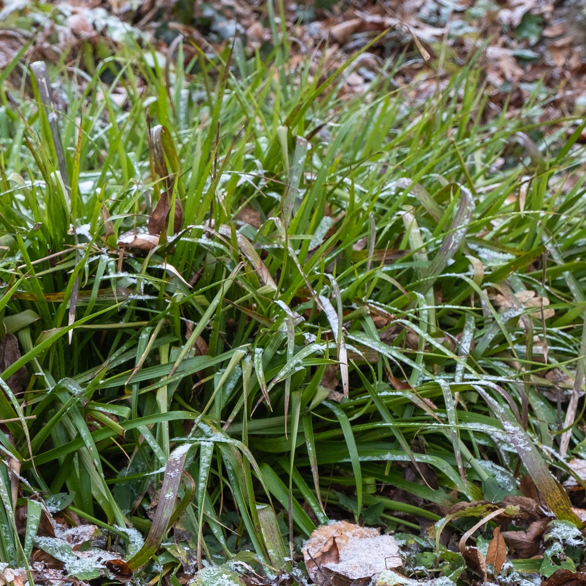Grote Veldbies