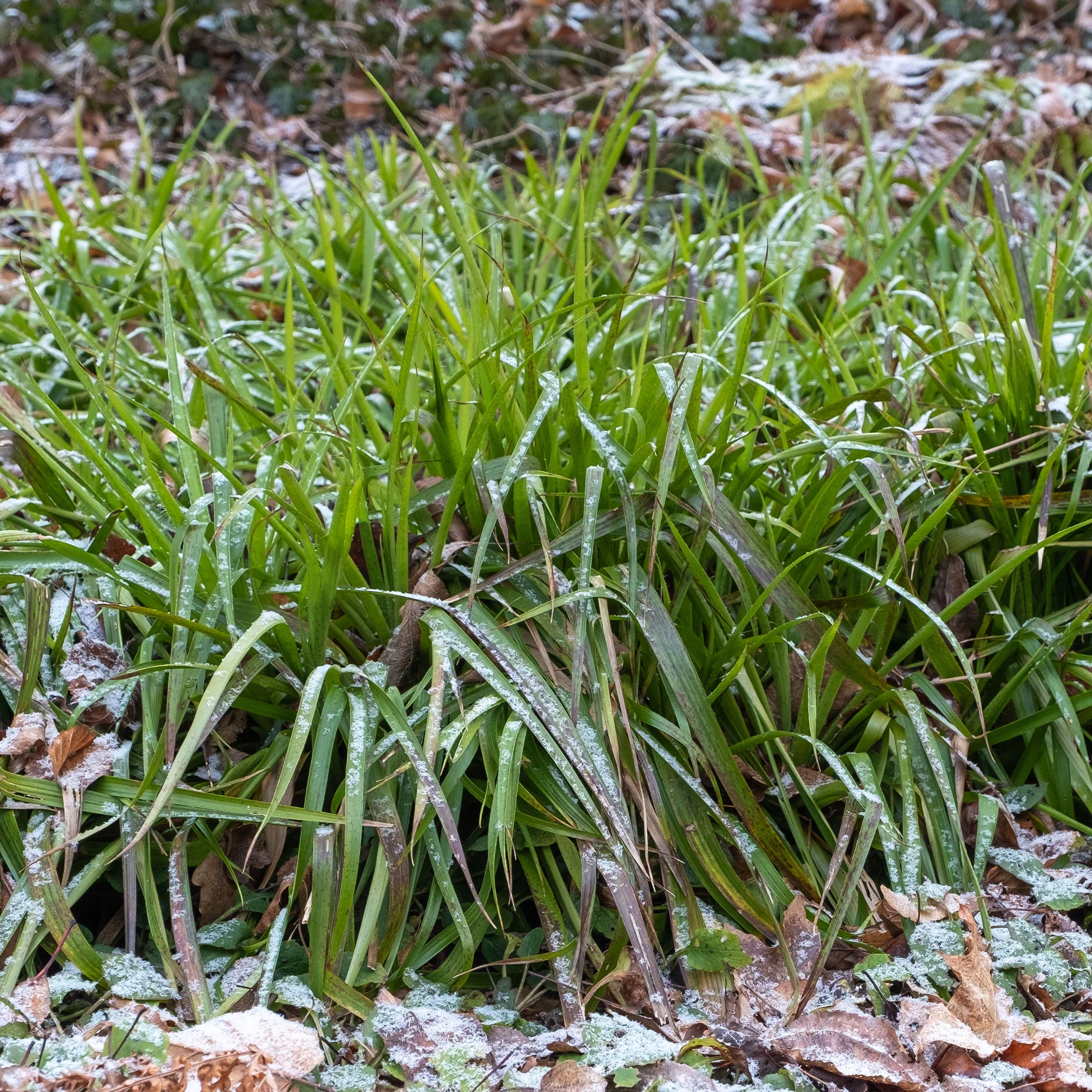 Grote Veldbies - Image 2