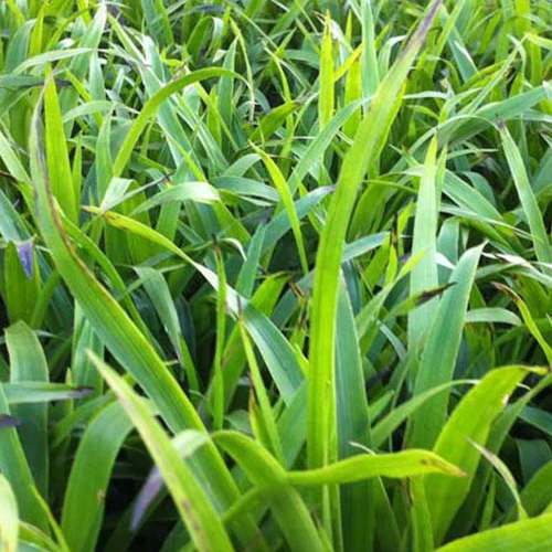 Grote Veldbies - Image 3