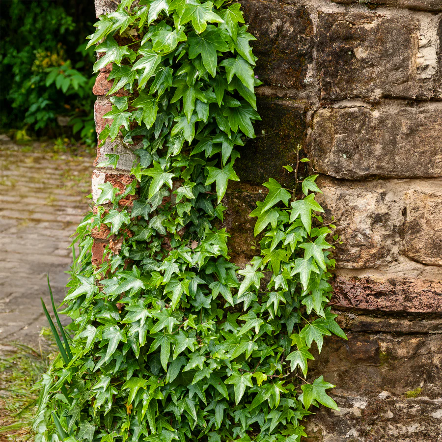 Klimop Sagittifolia