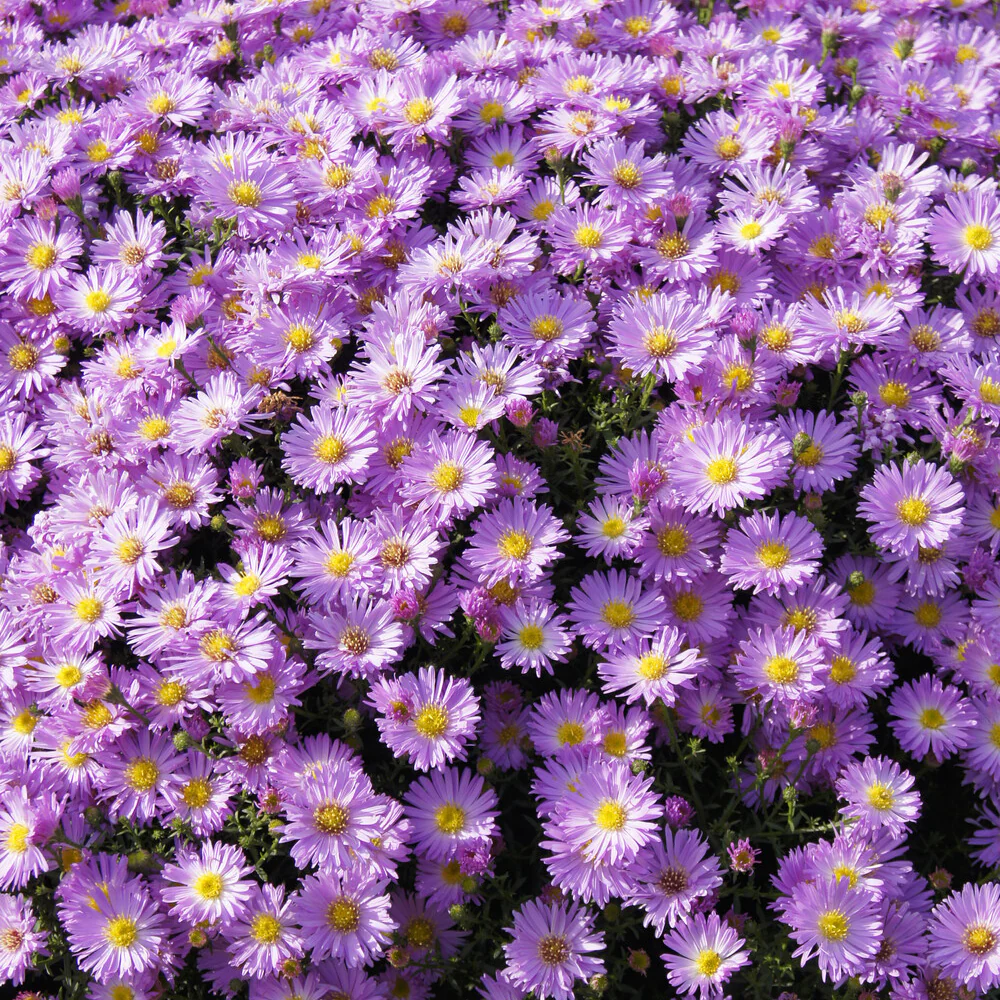 lage herfstaster  Herbstgruss vom Bresrhof - Image 2