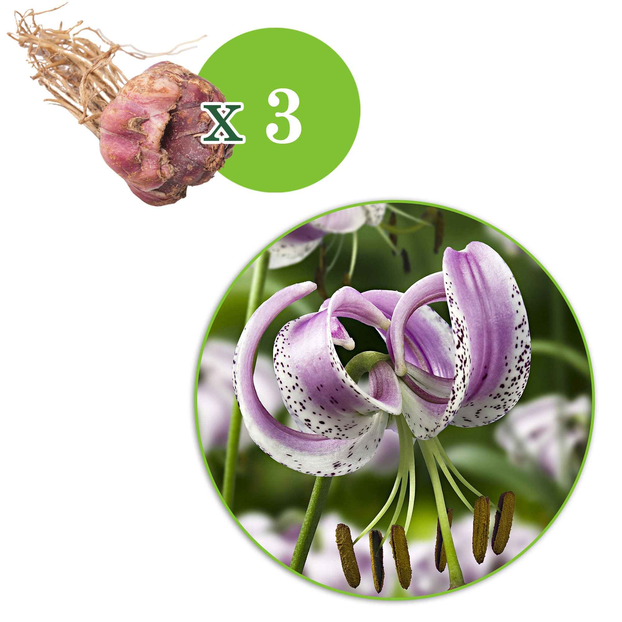Miniatuur 2
