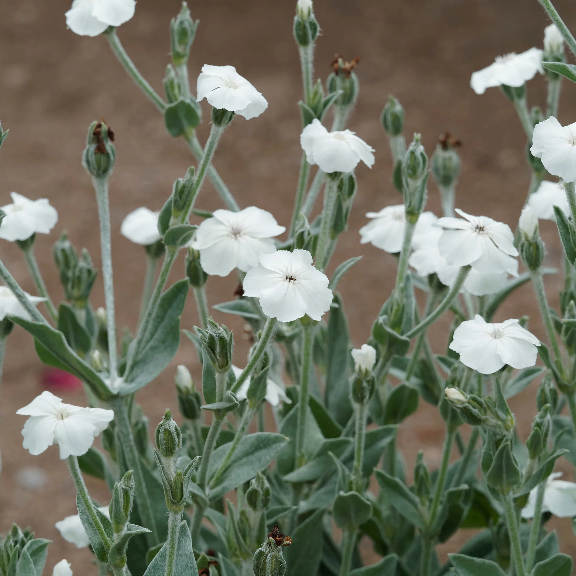 Prikneus Alba