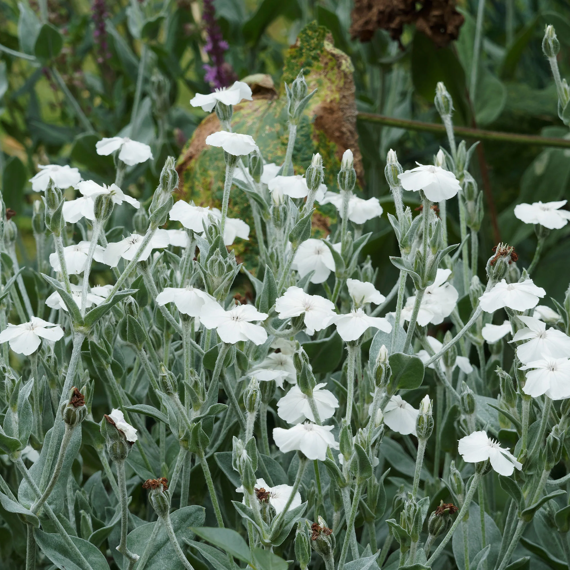Prikneus Alba - Image 3