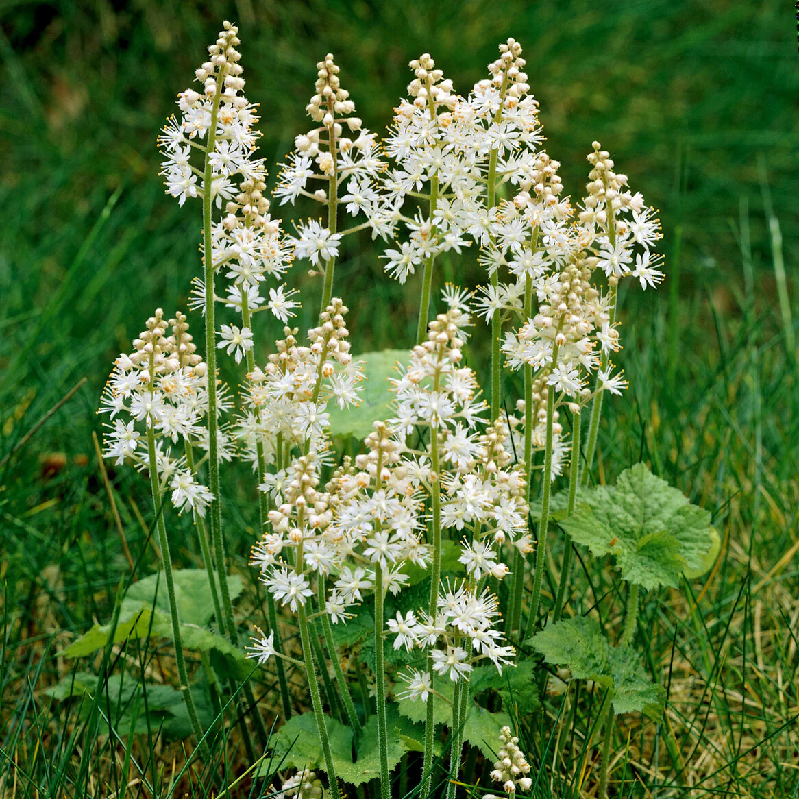 Schuimbloem / Perzische muts - Image 2