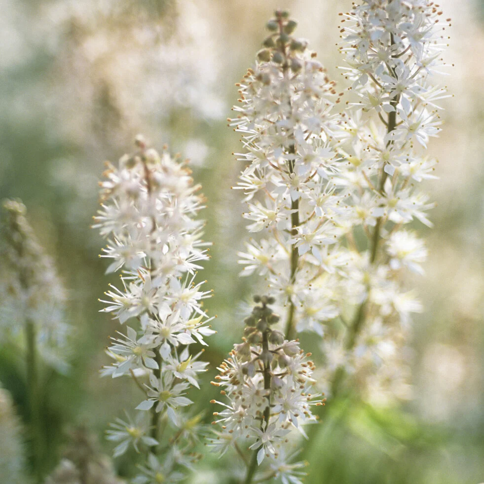 Schuimbloem / Perzische muts - Image 3
