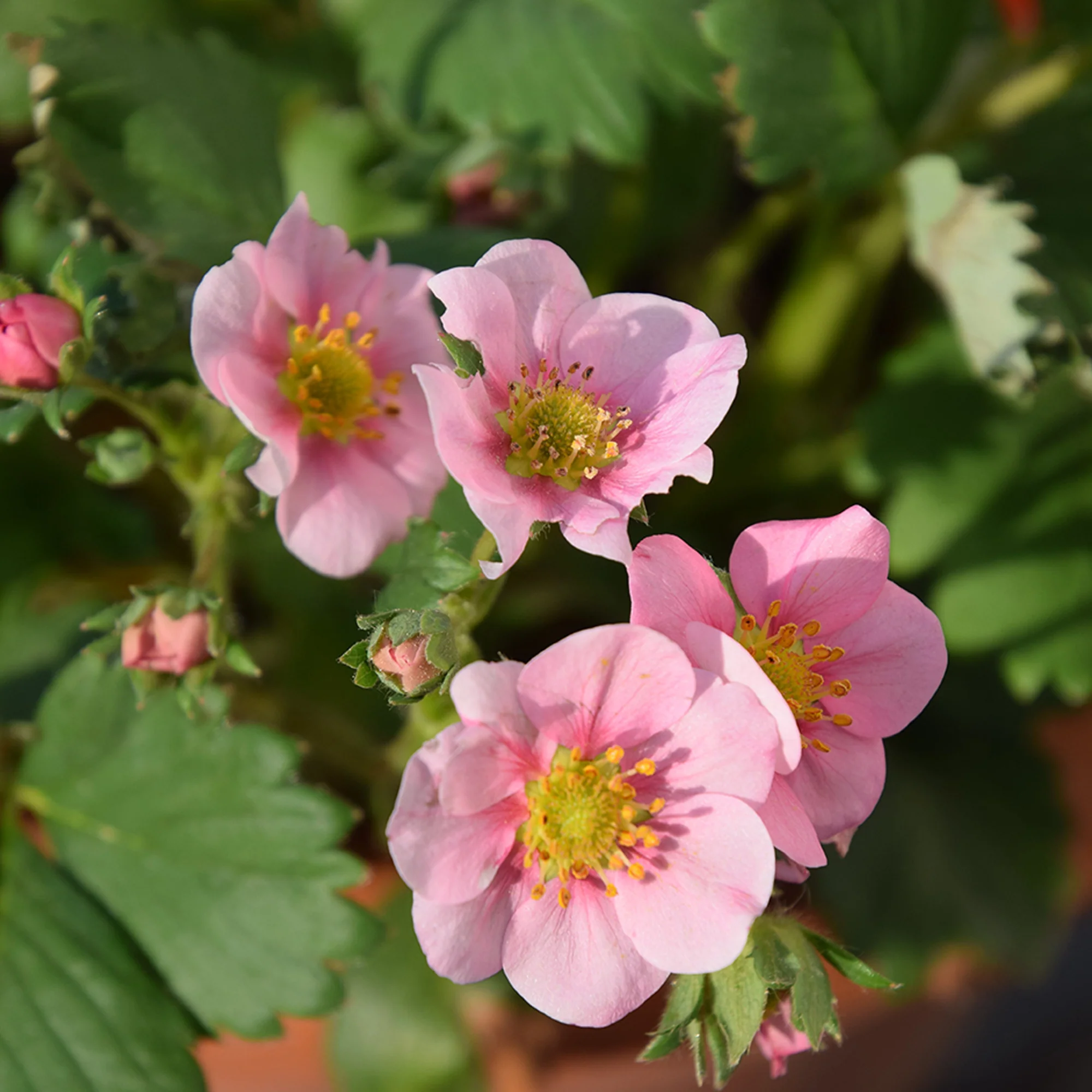Sieraardbei Pink Panda