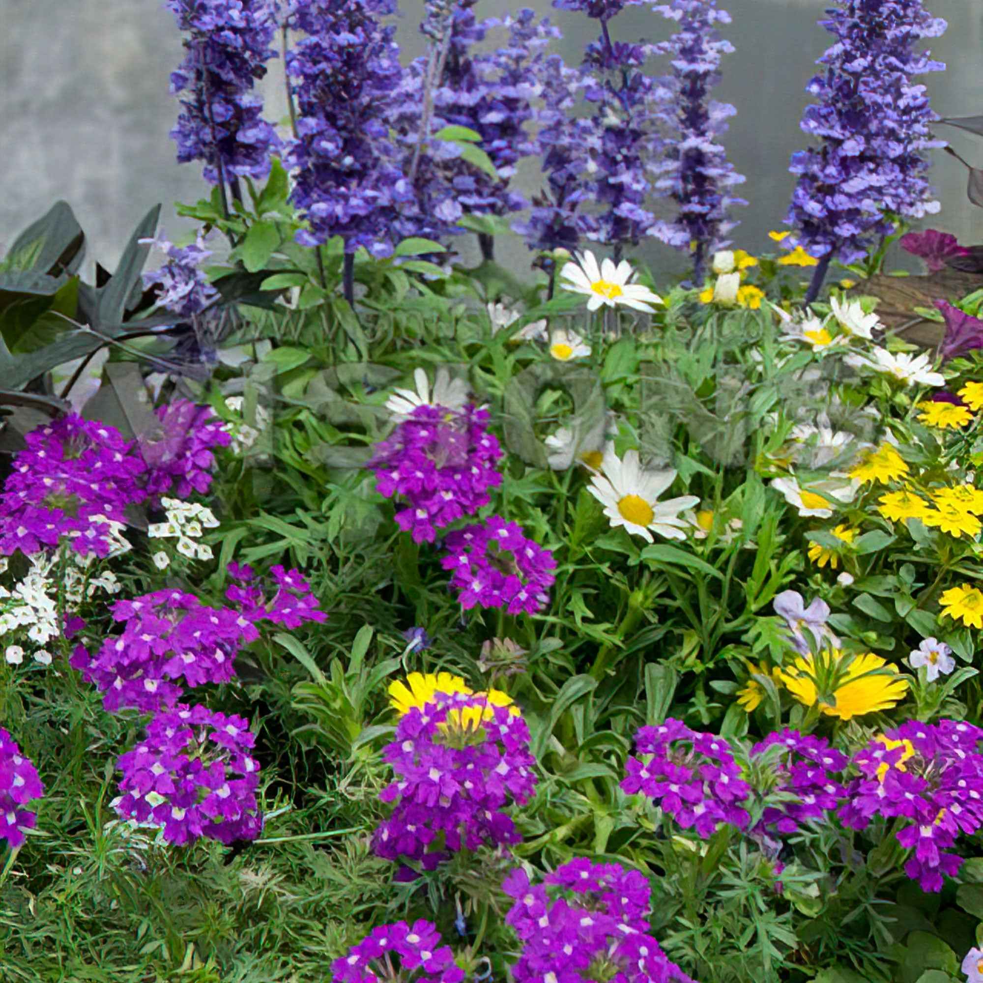 Tuinplanten - Mix 'Bee Friendly' (x3)