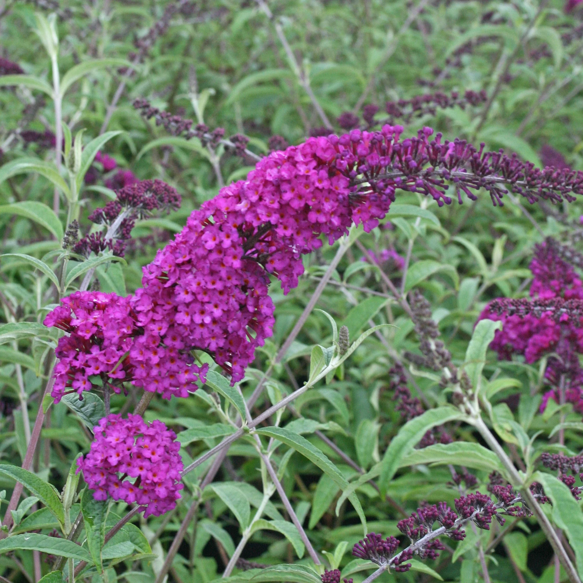 Vlinderstruik 'Royal Red' + 'White Profusion' + 'Empire Blue' - Image 3
