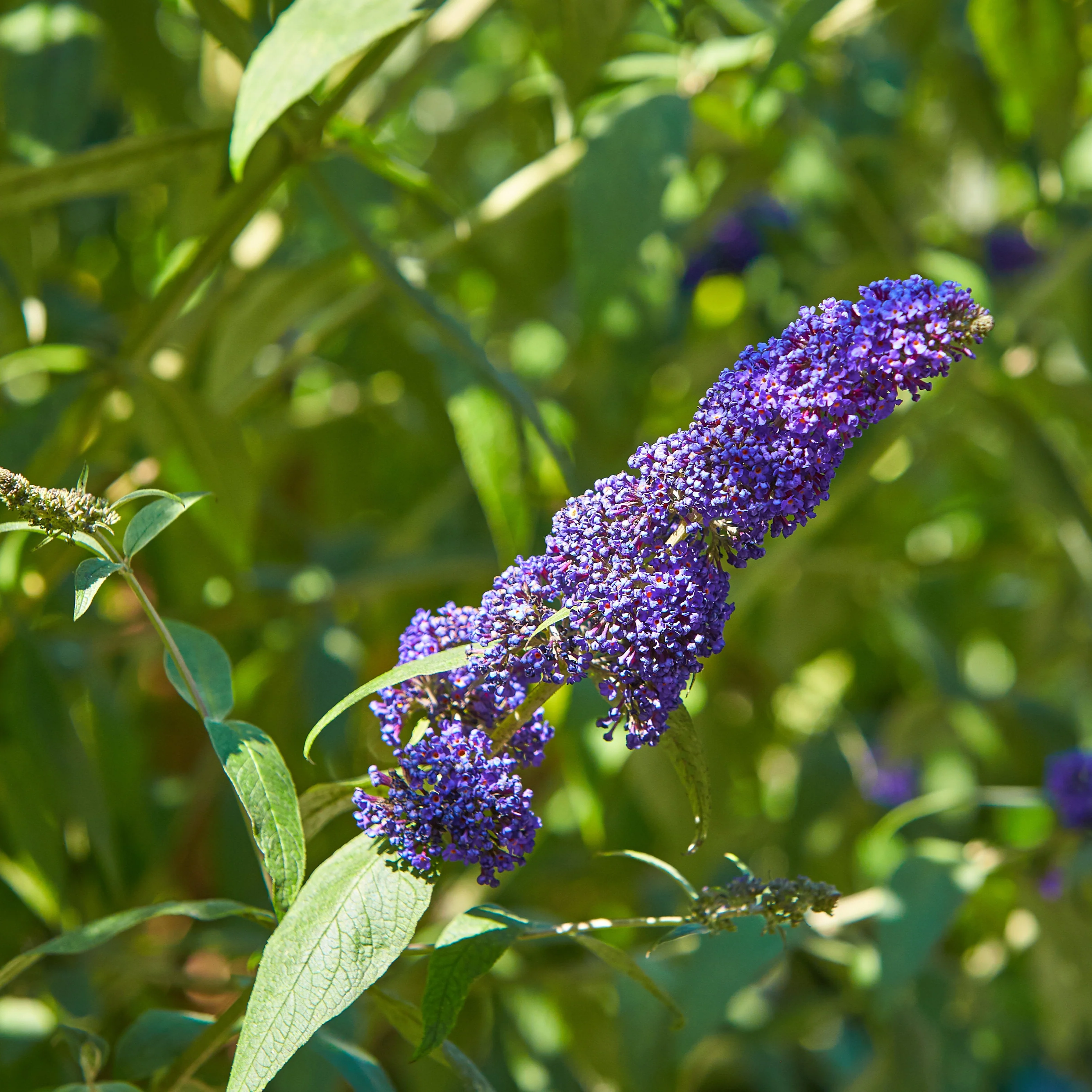 Vlinderstruik 'Royal Red' + 'White Profusion' + 'Empire Blue' - Image 4