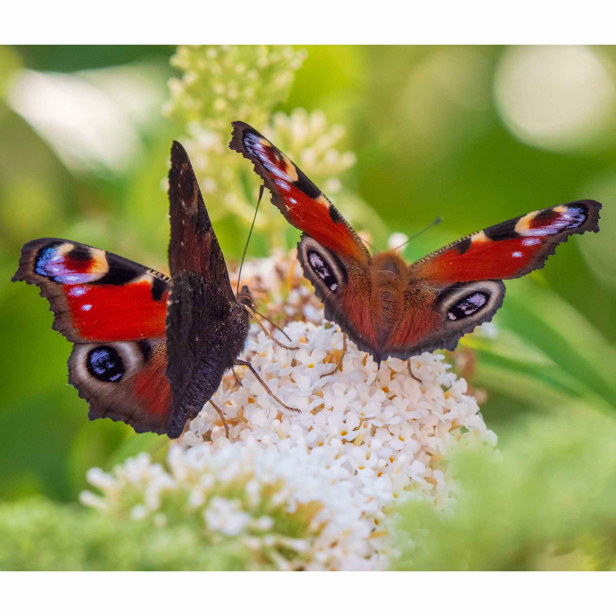 Vlinderstruik 'Royal Red' + 'White Profusion' + 'Empire Blue' - Image 5