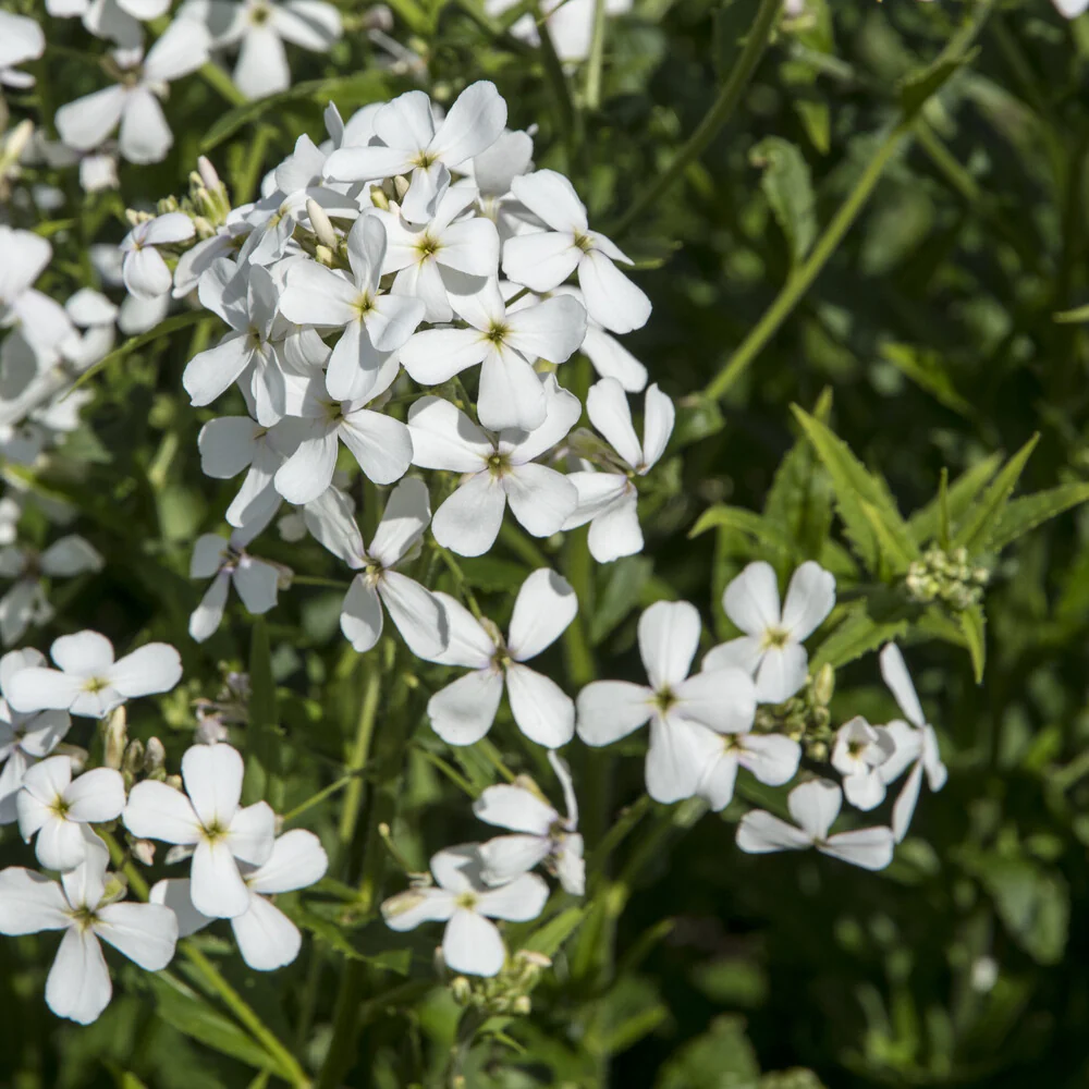 Witte Damastbloem