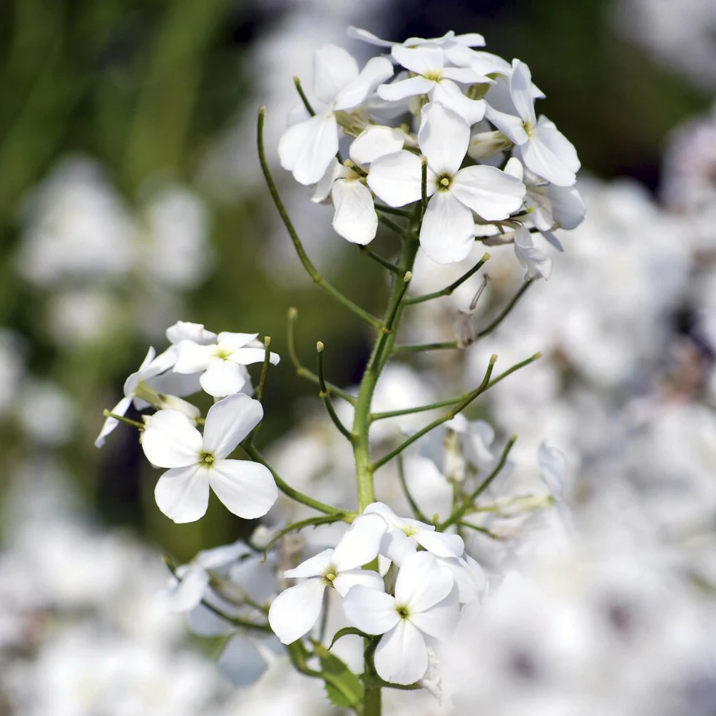 Witte Damastbloem - Image 2