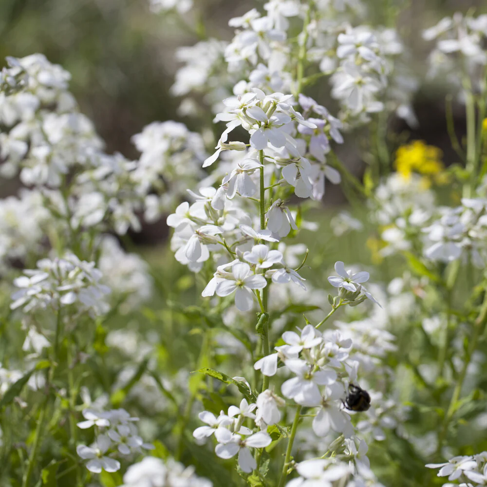 Witte Damastbloem - Image 3