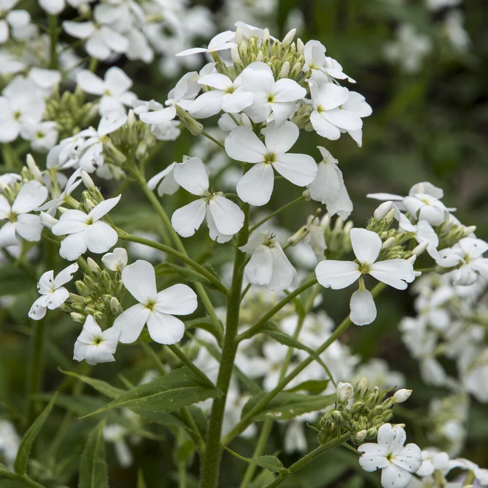 Witte Damastbloem - Image 4