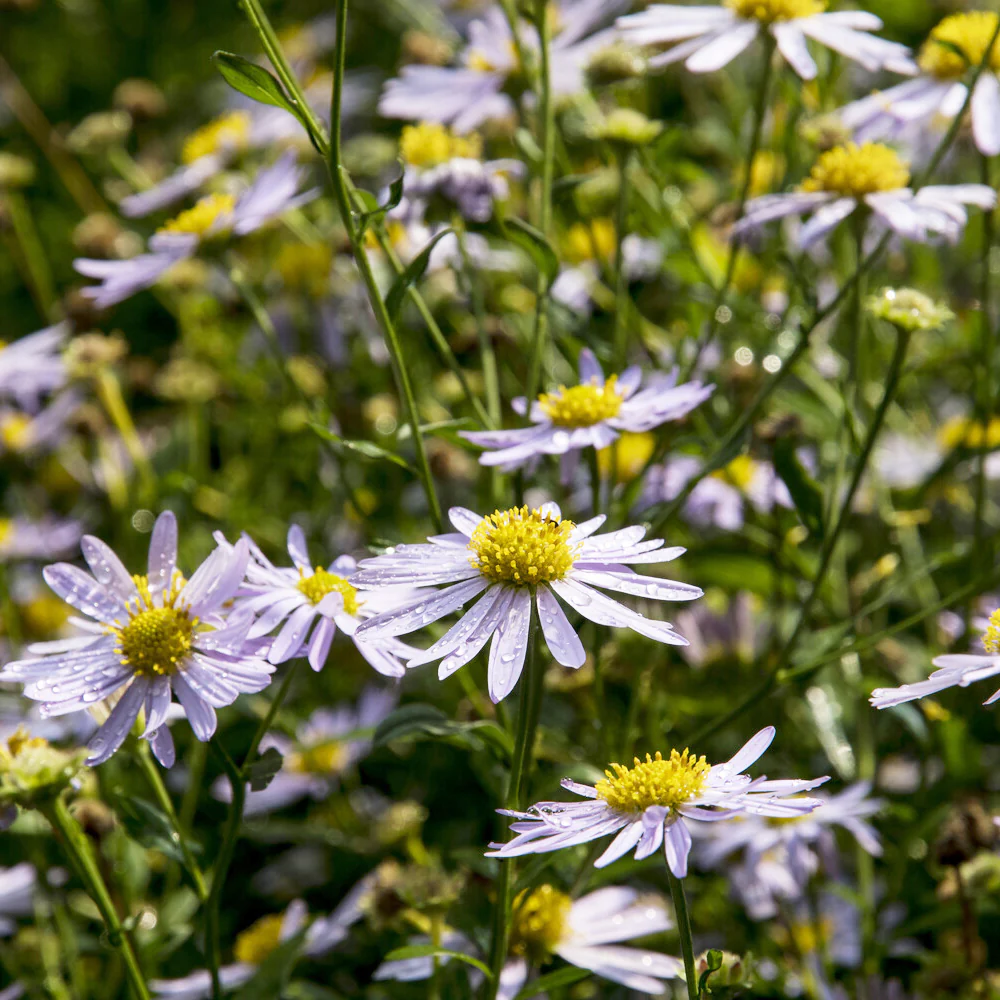Zomeraster Charlotte - Image 2
