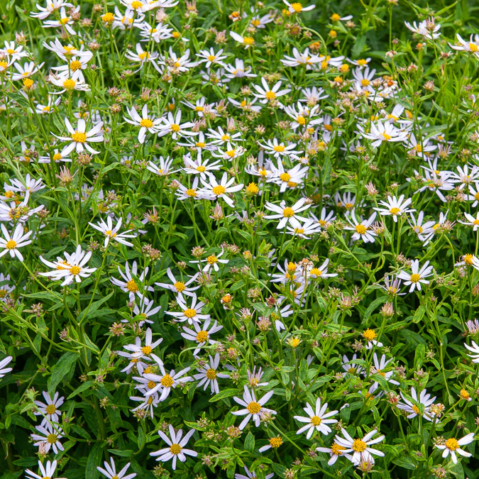 Zomeraster Charlotte - Image 4