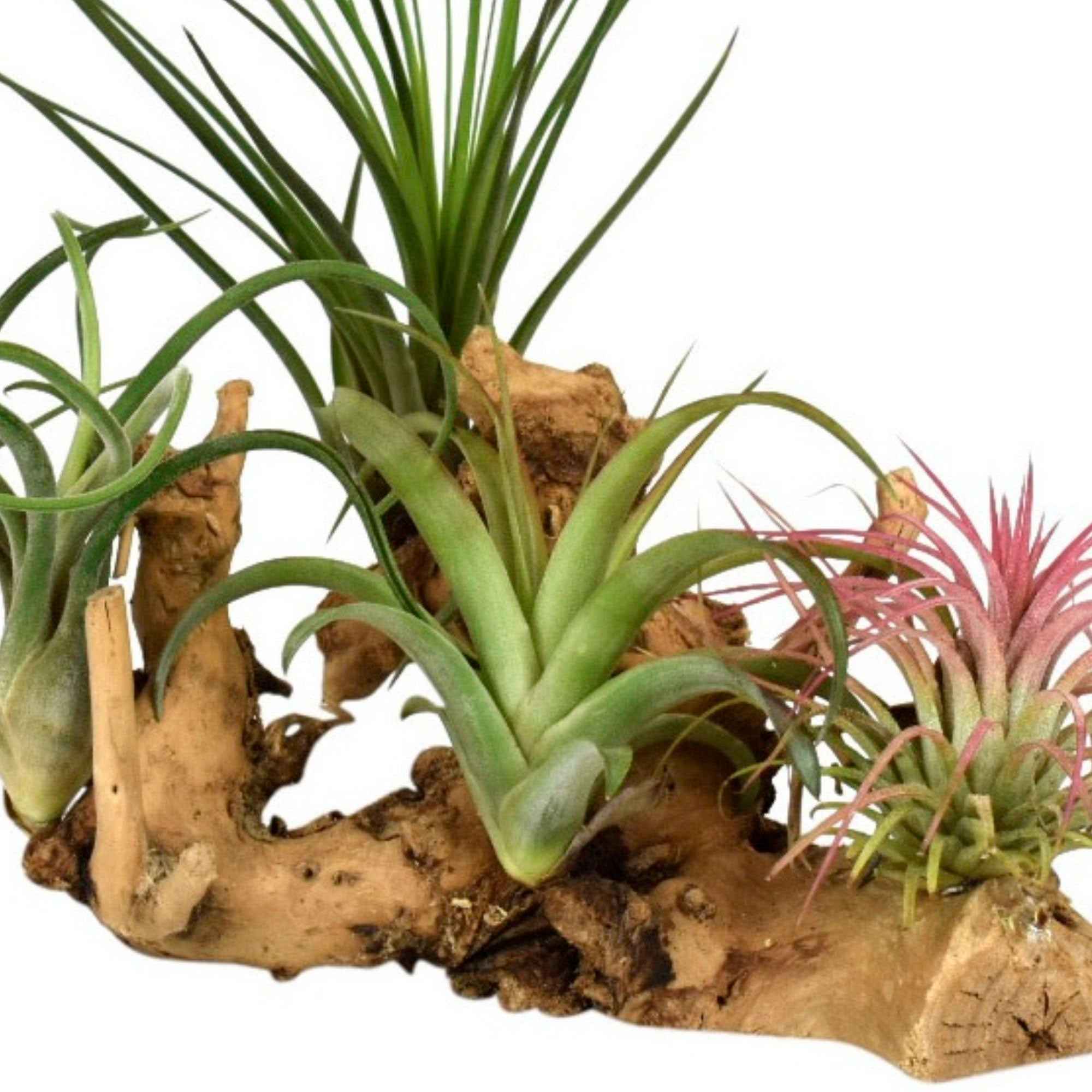 4 Tillandsia's op houtblok - Image 2