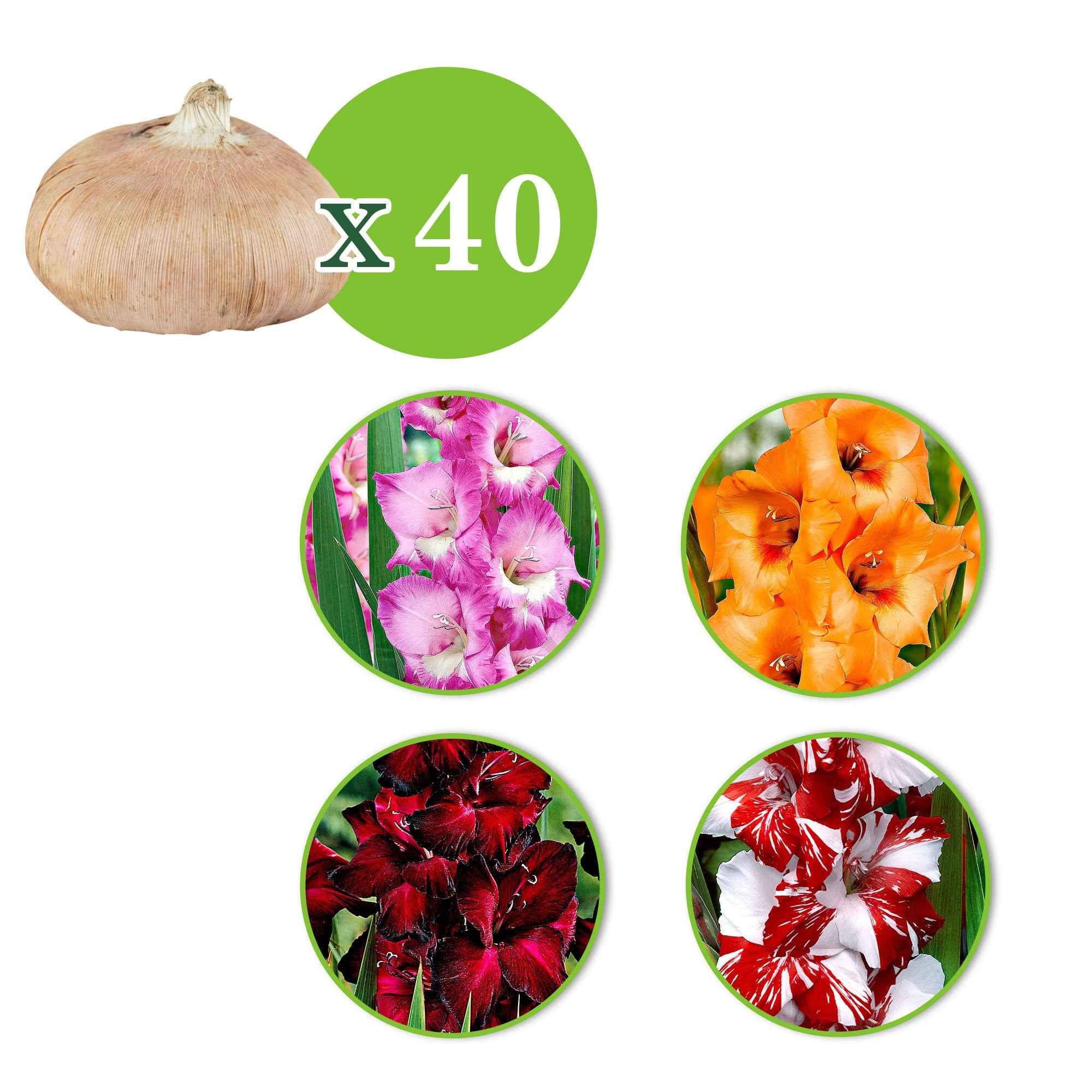 Grootbloemige gladiool - Mix (x40) - Image 2