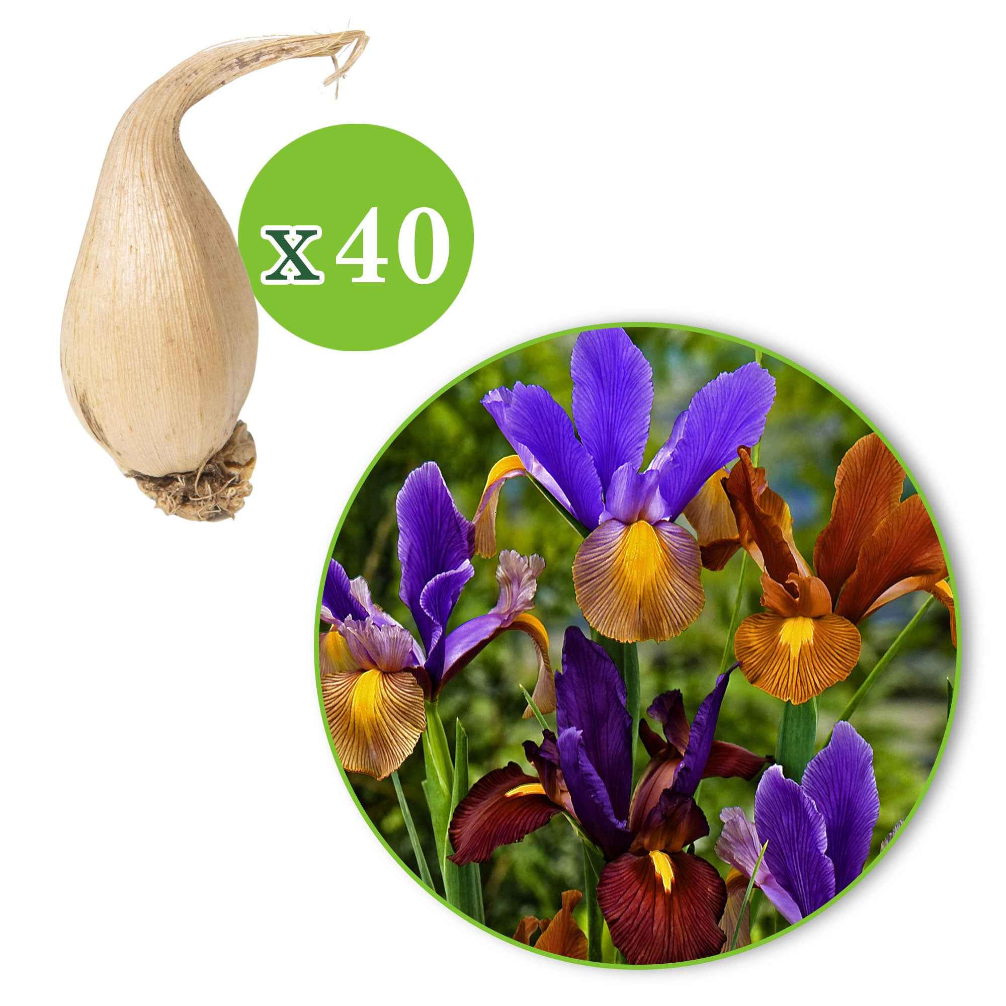 Iris 'Tiger' (x40) - Image 3