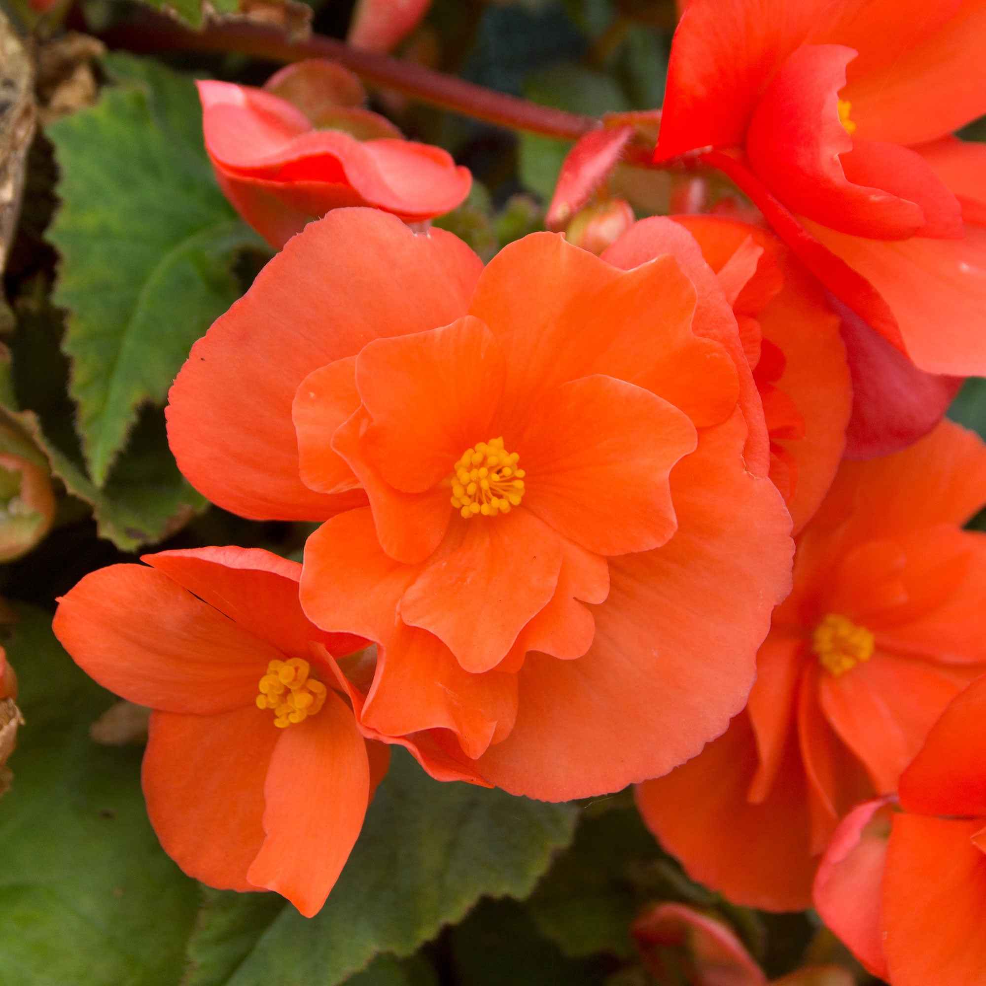Hangbegonia oranje (x4)