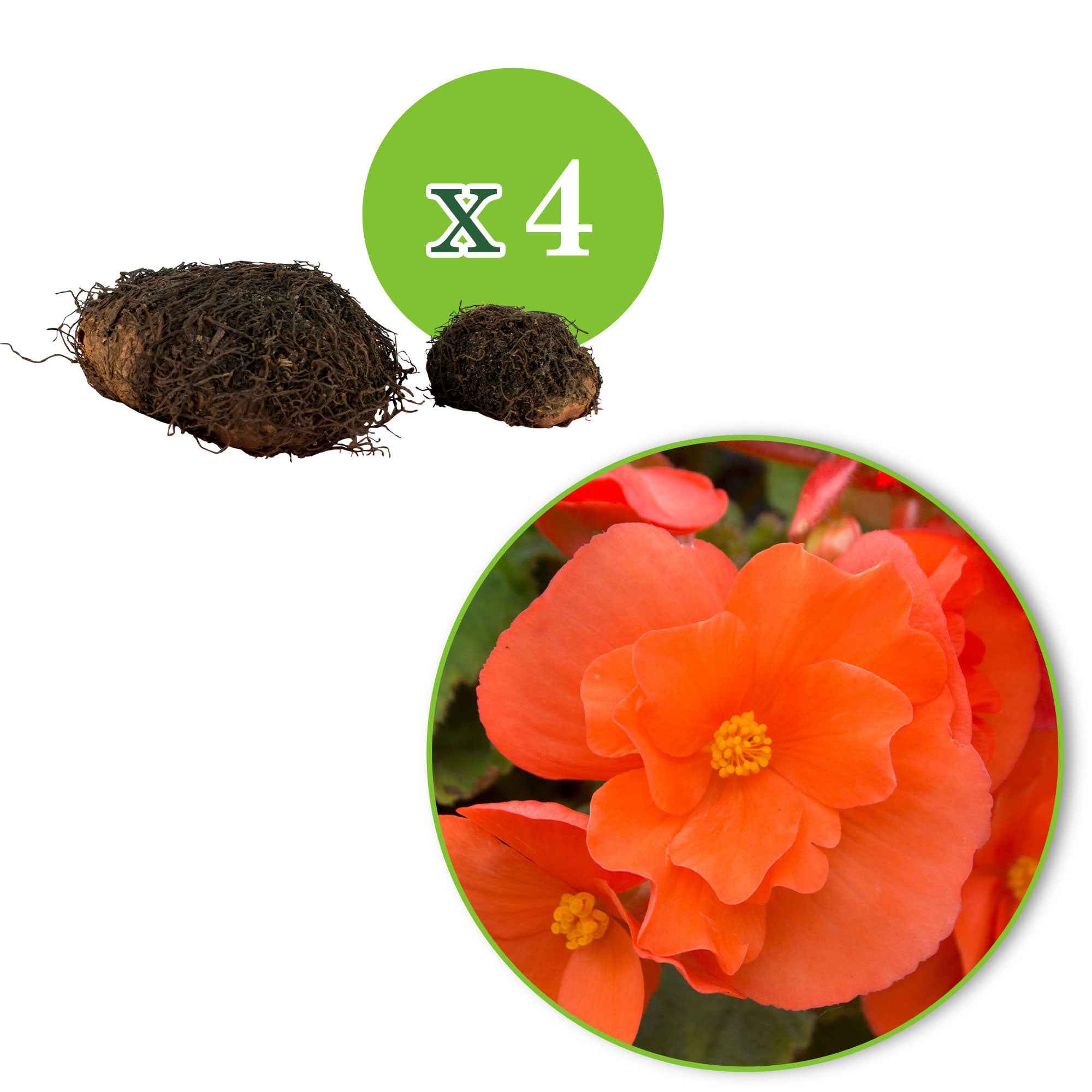 Hangbegonia oranje (x4) - Image 2