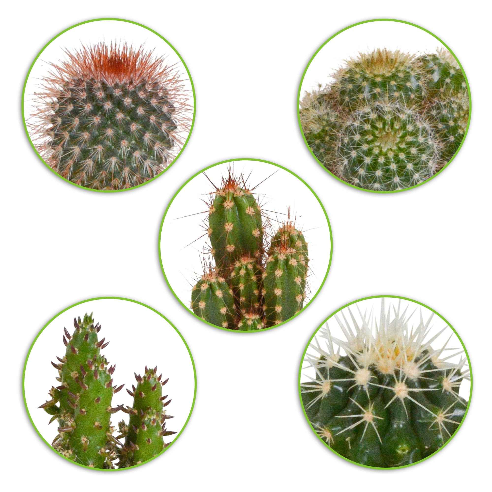 Cactus Mix (x5)