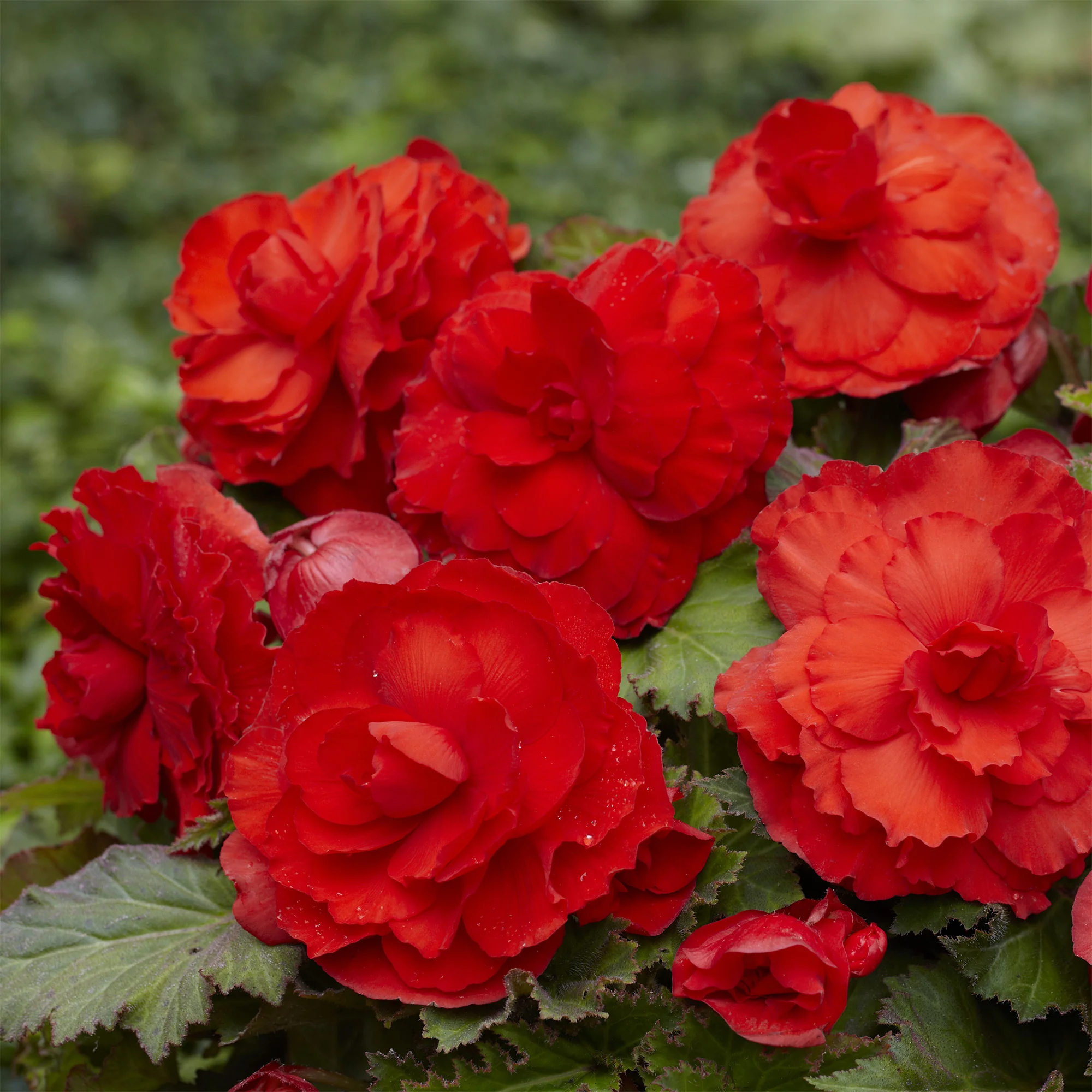 Dubbele rode begonia's (x5)