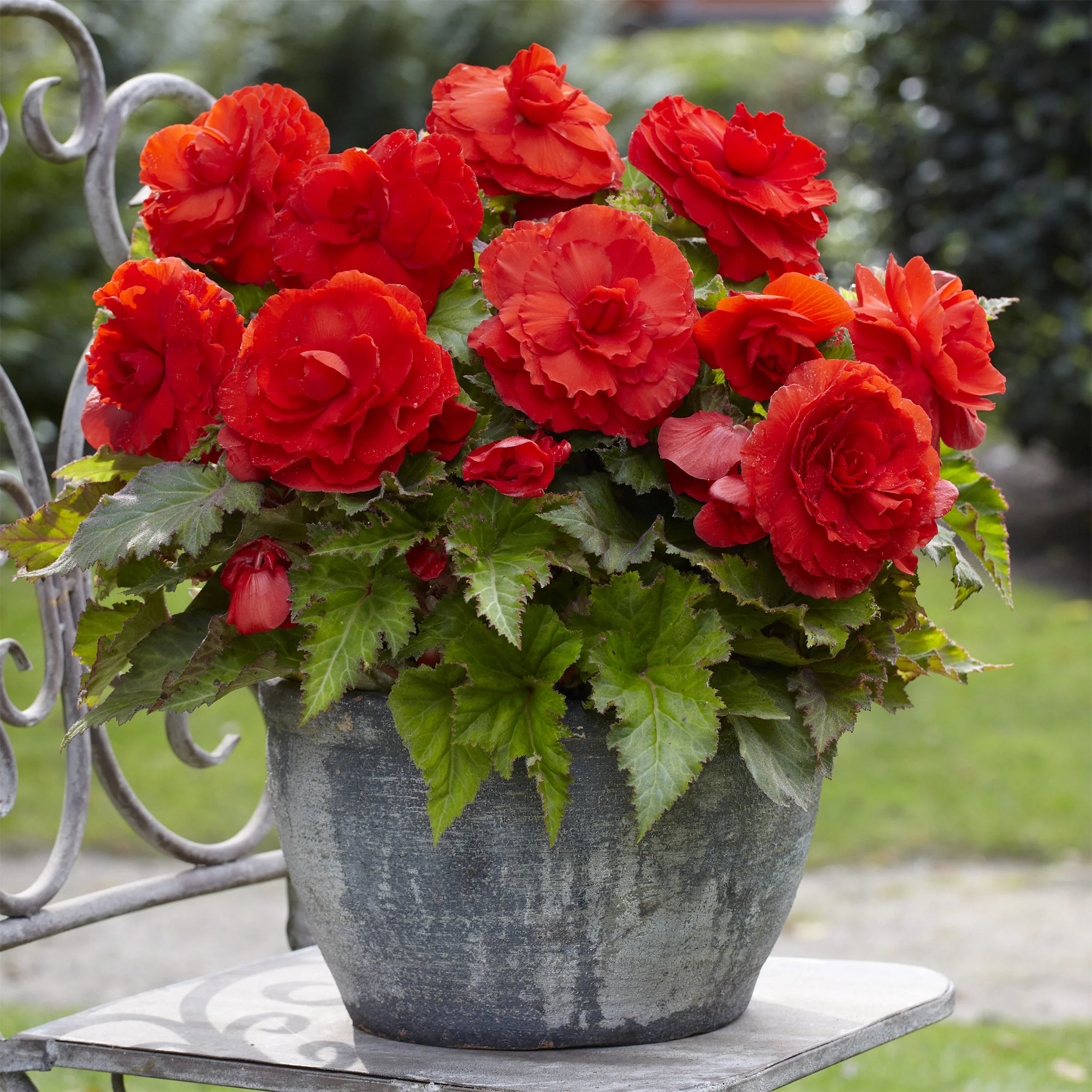 Dubbele rode begonia's (x5) - Image 2