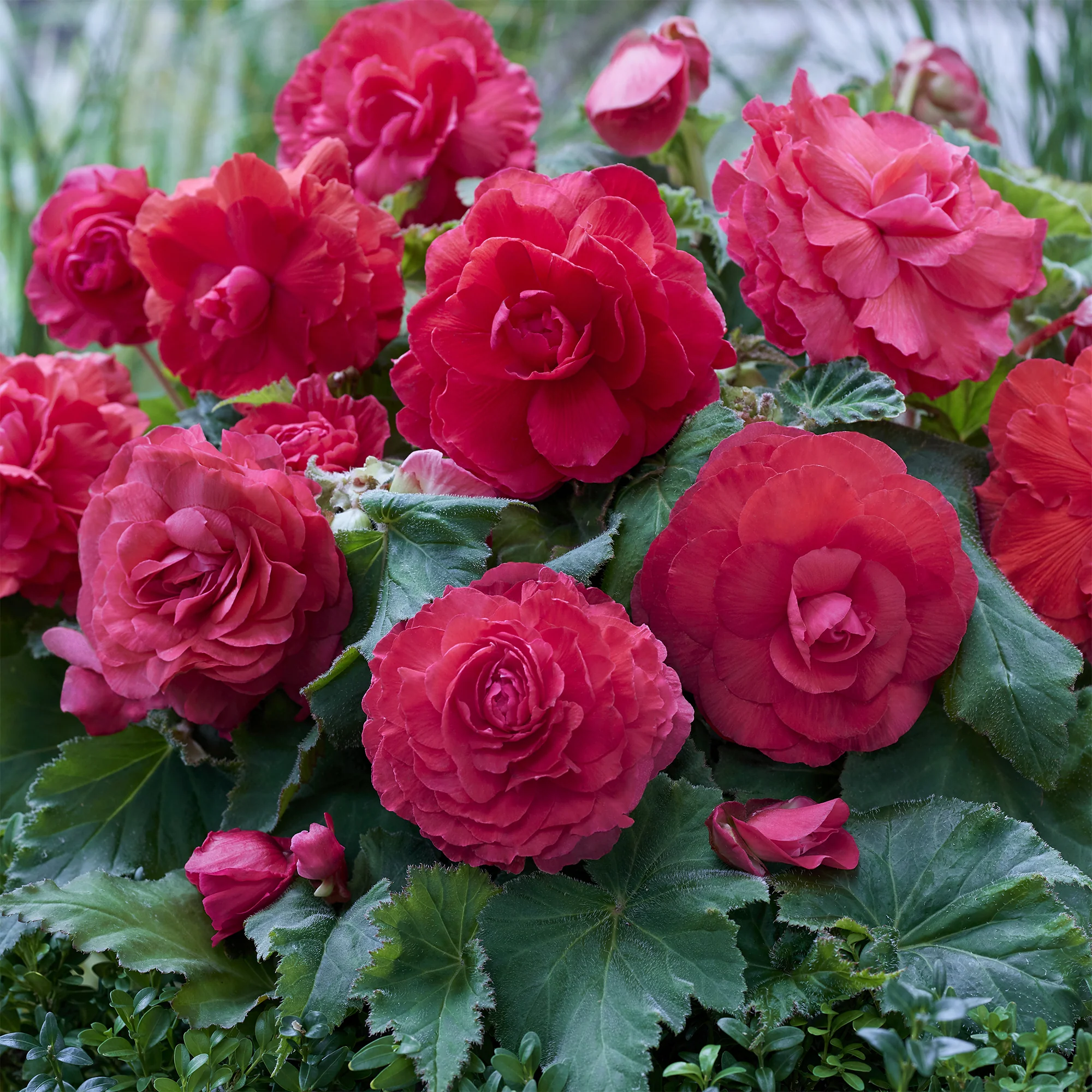 Dubbele roze begonia's (x5)