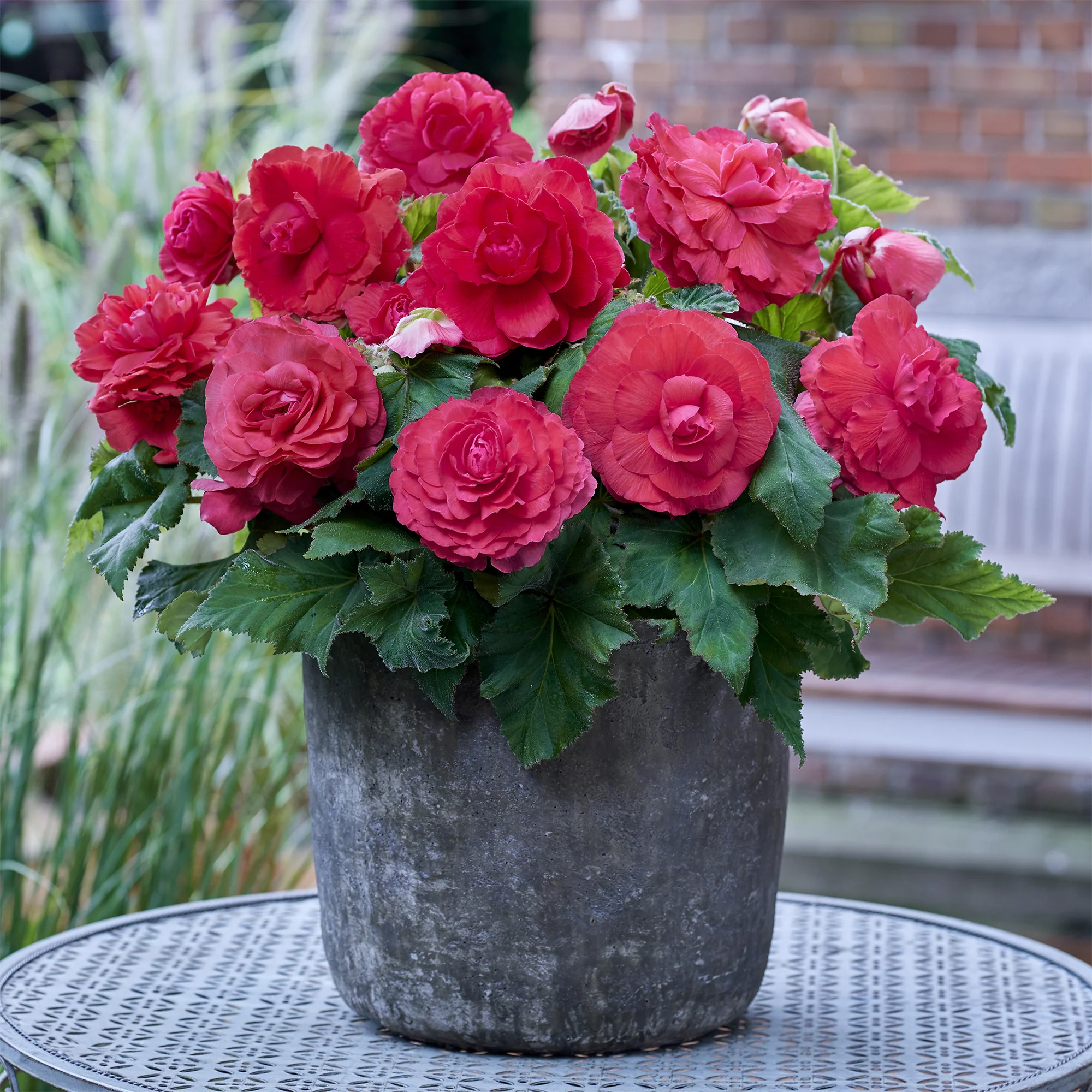 Dubbele roze begonia's (x5) - Image 2
