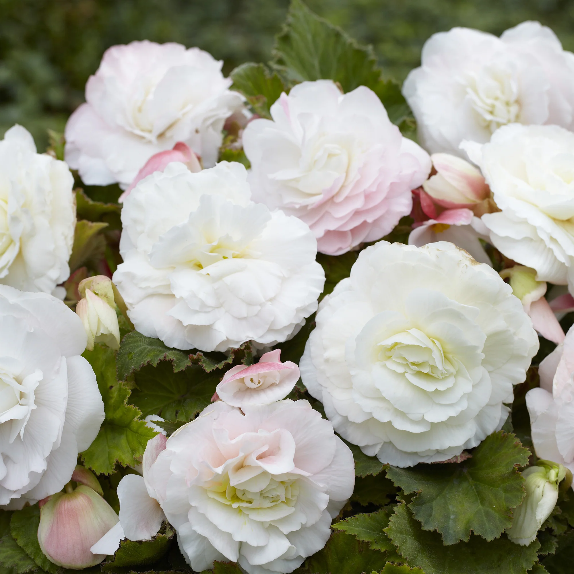 Dubbele witte begonia's (x5)