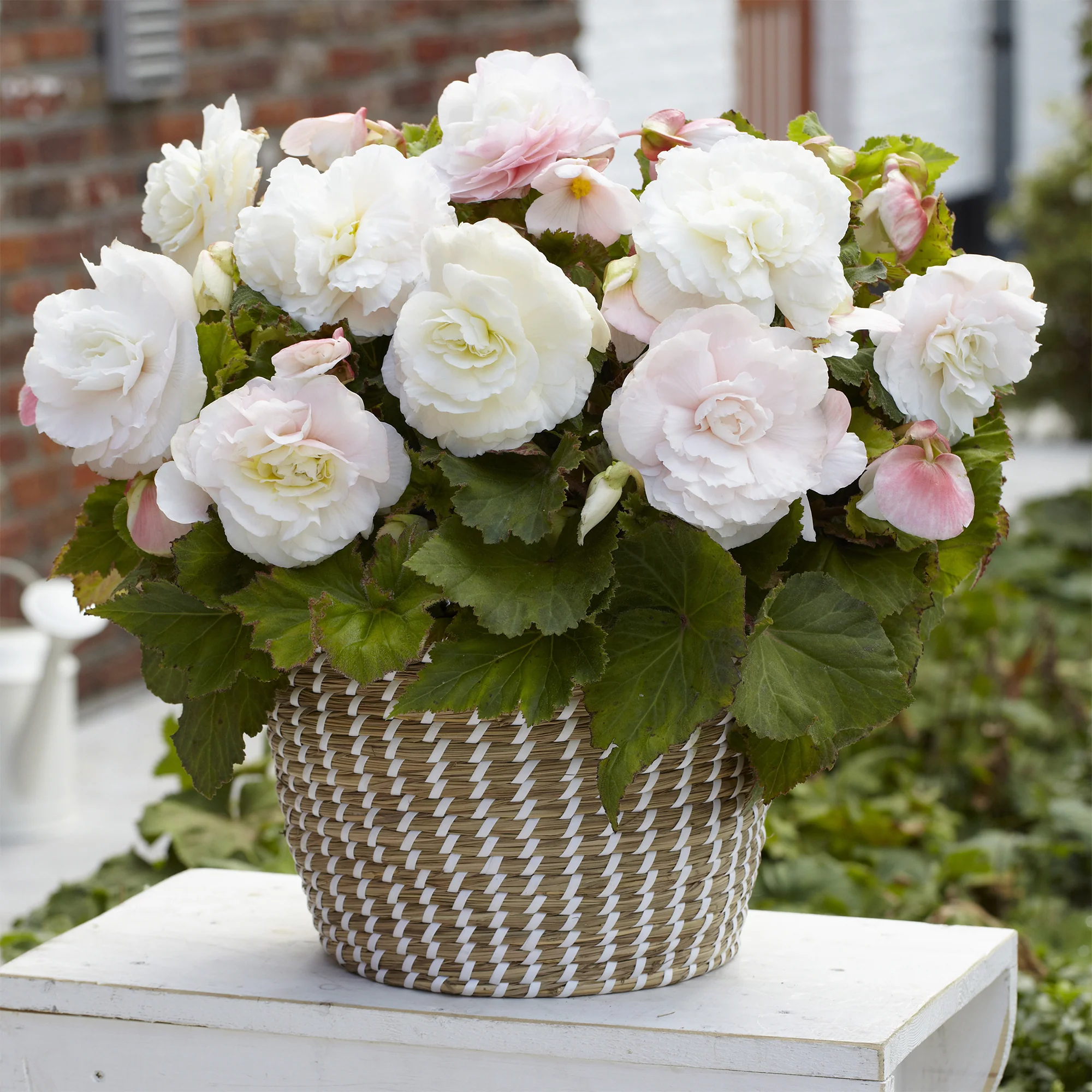 Dubbele witte begonia's (x5) - Image 2