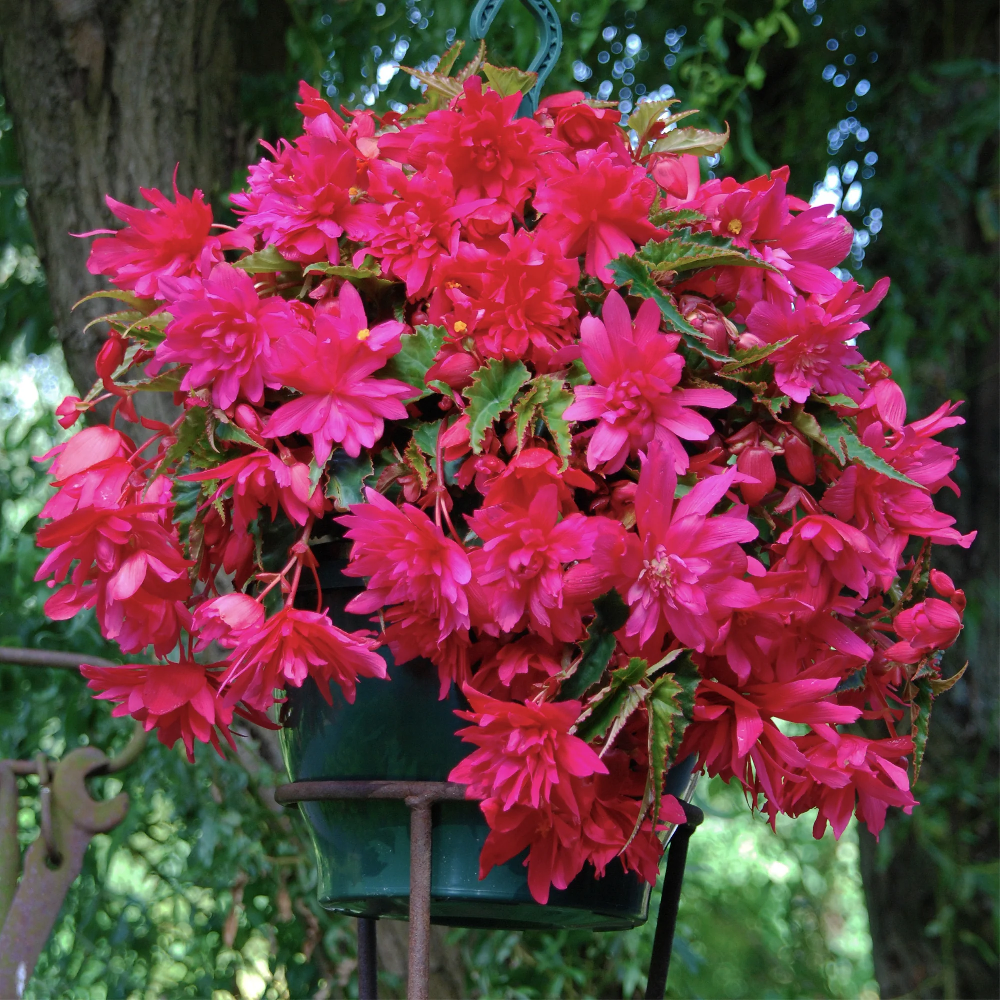 Hangende roze begonia's (x5)