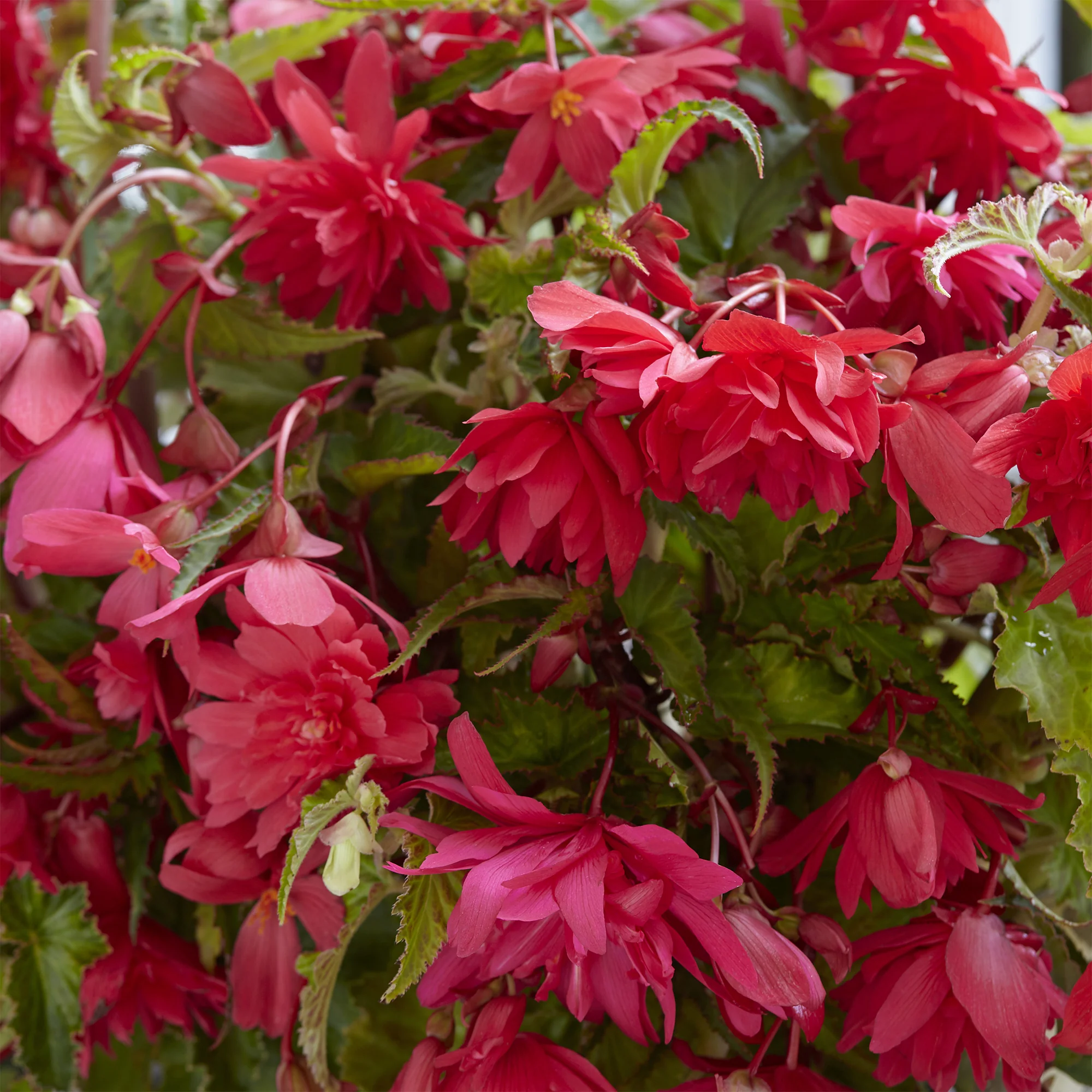 Hangende roze begonia's (x5) - Image 2