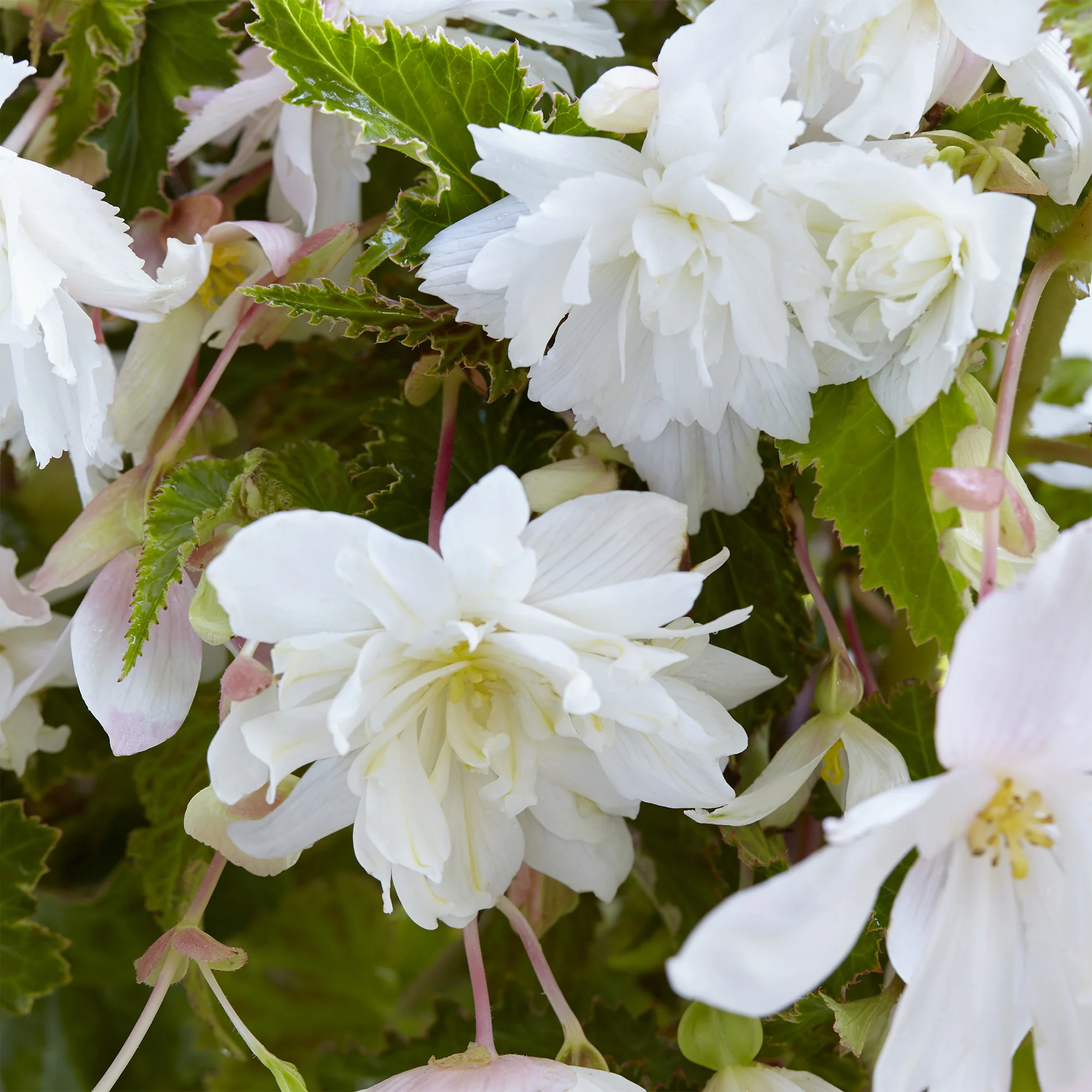 Hangende witte begonia's (x5)