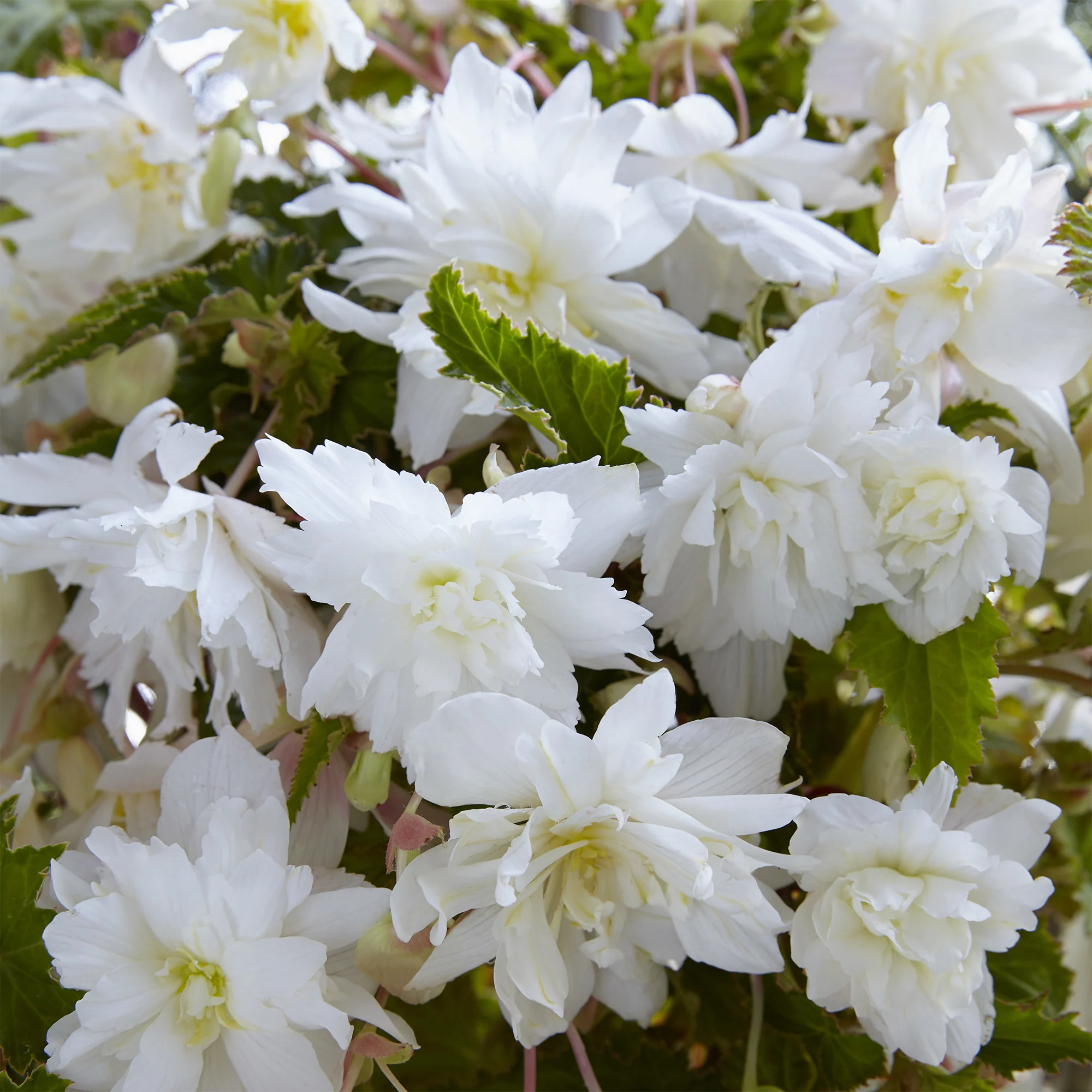 Hangende witte begonia's (x5) - Image 2