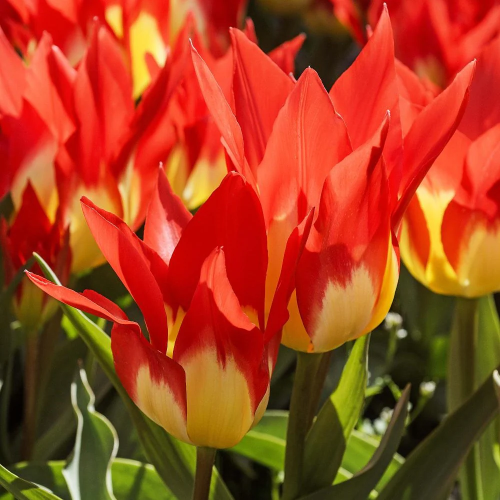 5 Tulpen 'Flames Mystery' - Image 2