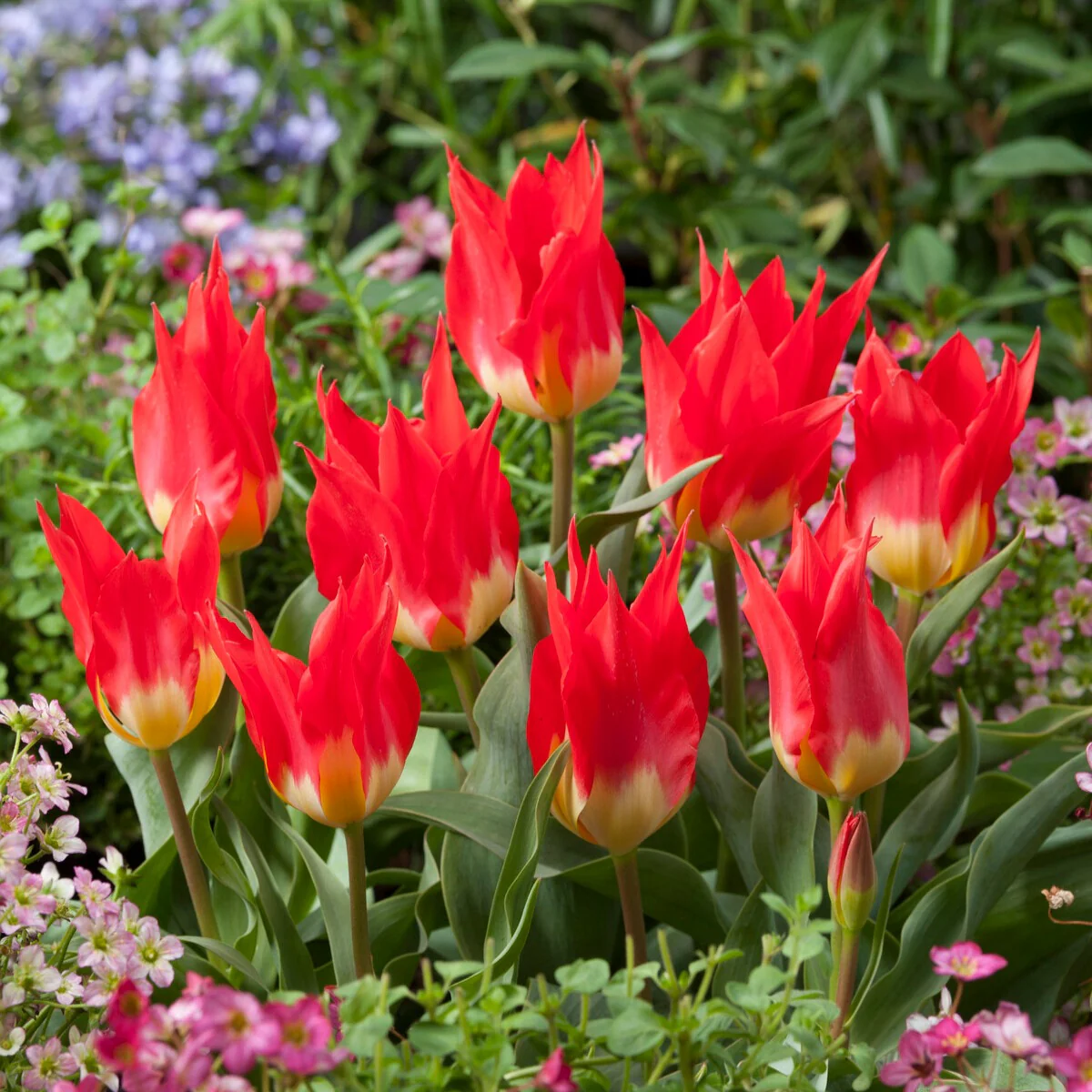 5 Tulpen 'Flames Mystery' - Image 3