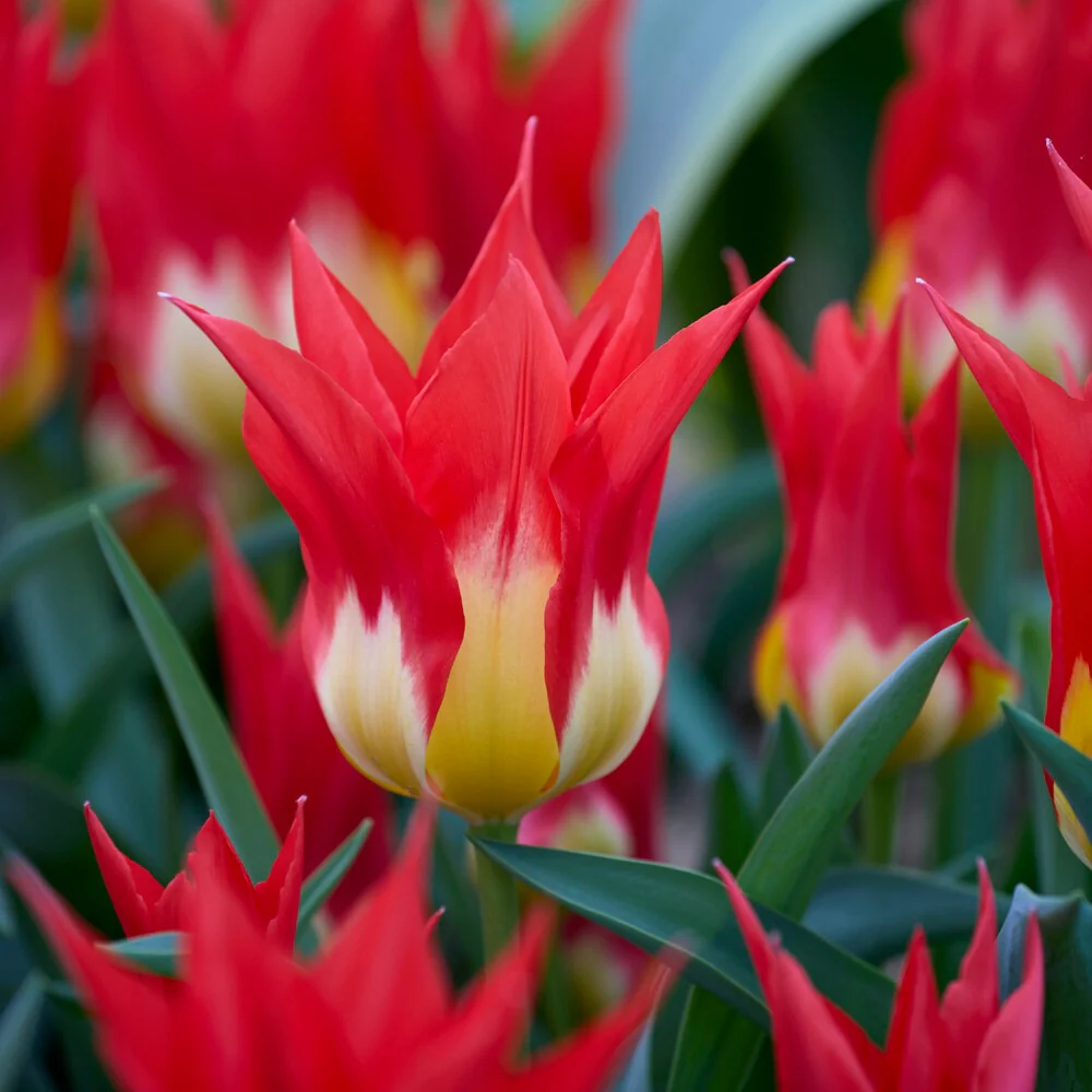 5 Tulpen 'Flames Mystery' - Image 4
