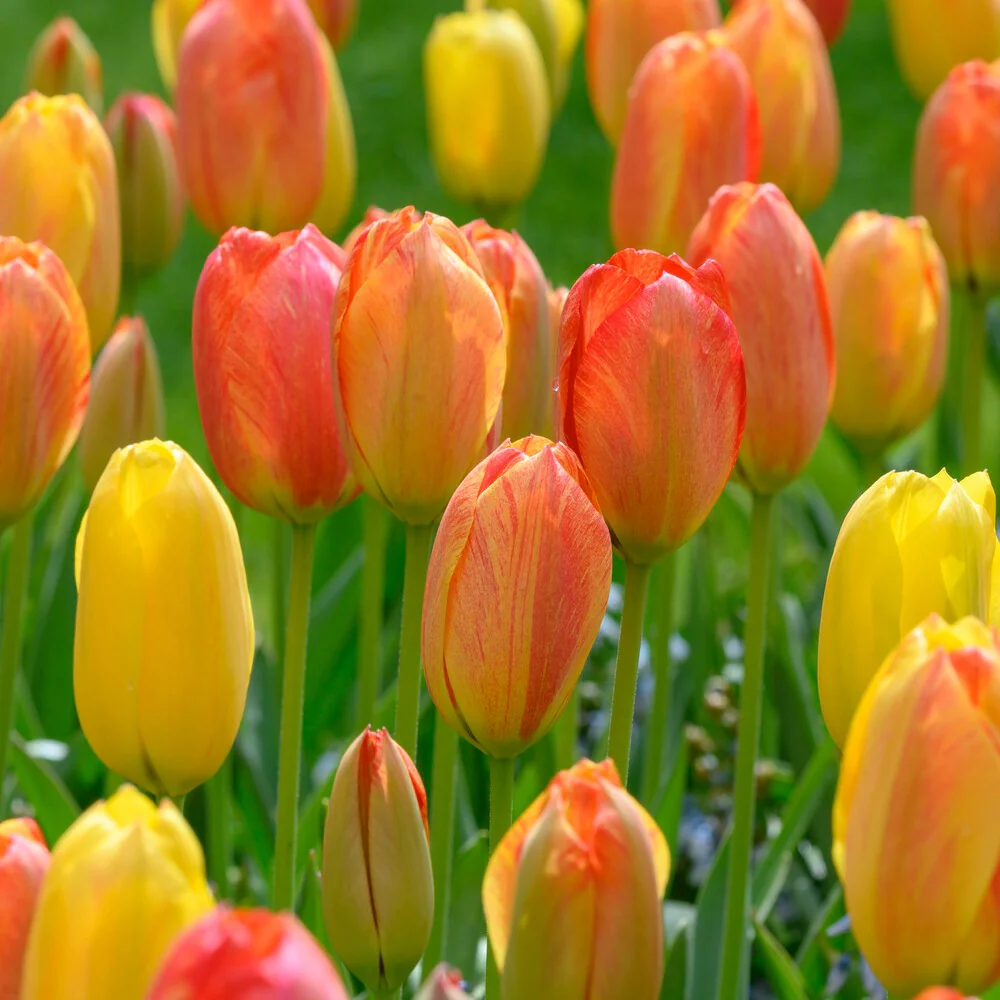 5 Tulpen 'Rhapsody of Smiles' - Image 3