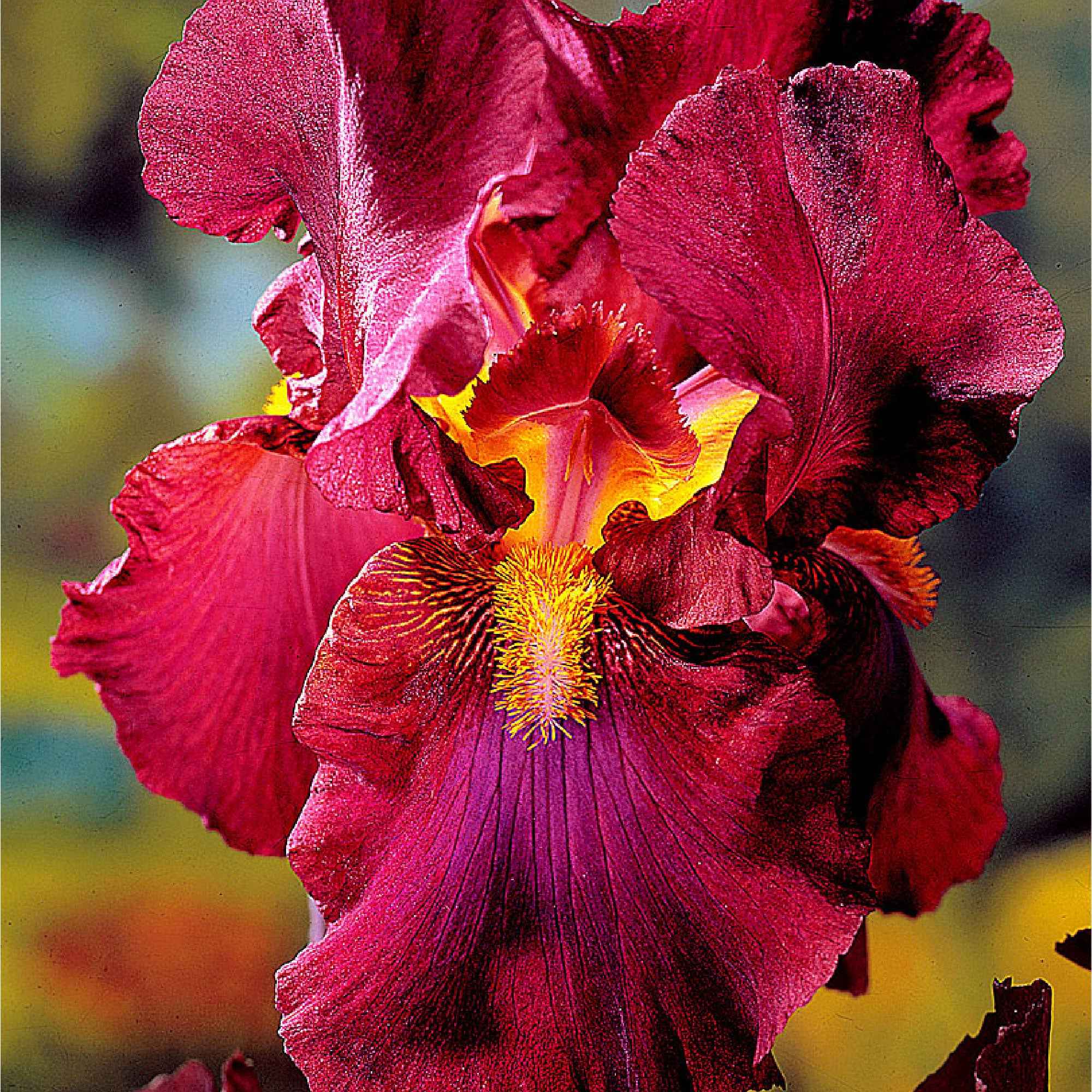 Baardiris - Mix 'Magic Melange' (x5) - Image 3